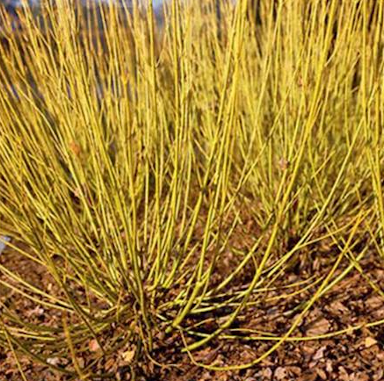 YELLOW TWIG DOGWOOD 5gal