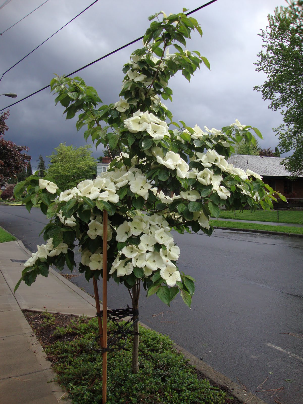 VENUS DOGWOOD 5gal
