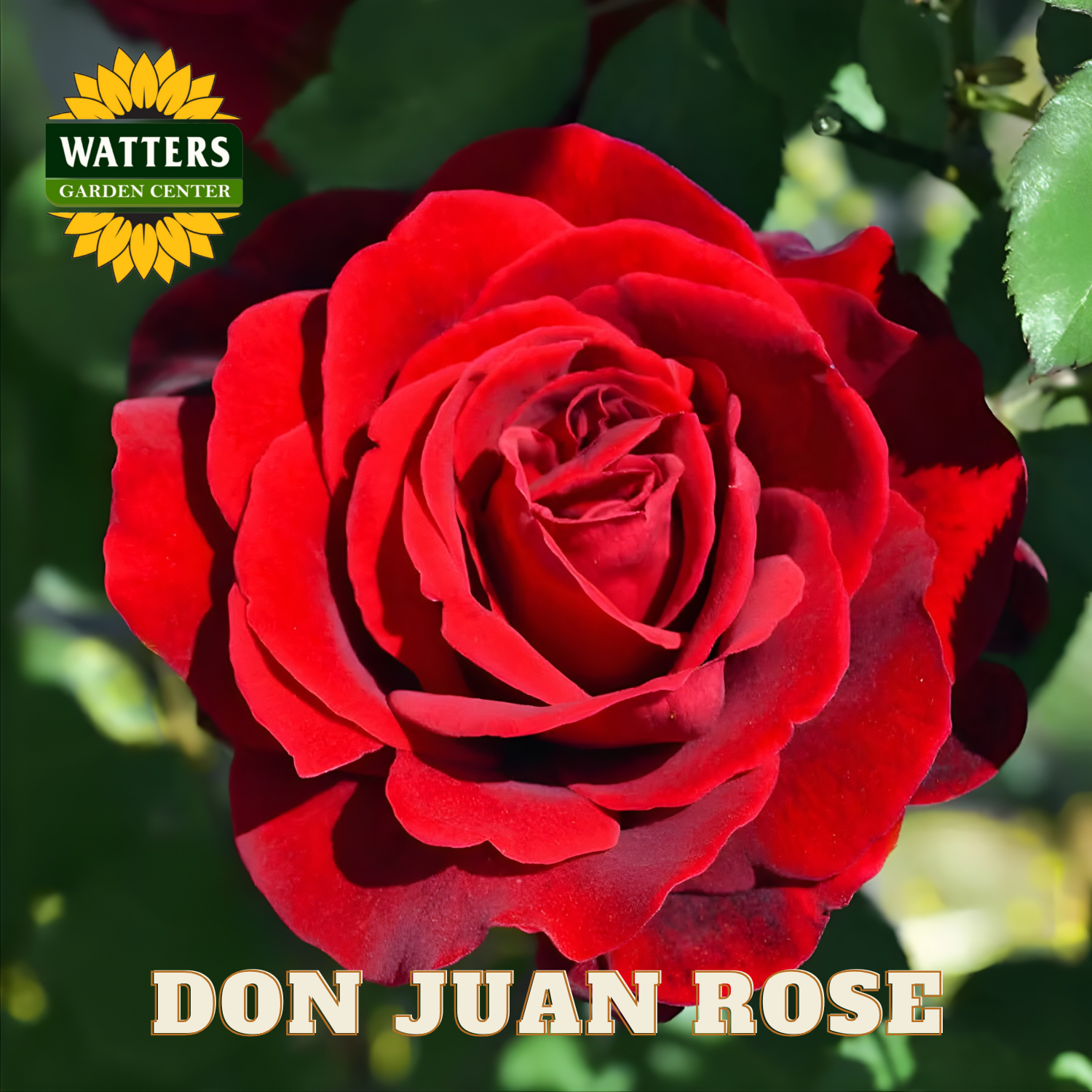 Red rose with 'Watters Garden Center' logo and 'Don Juan Rose' text.
