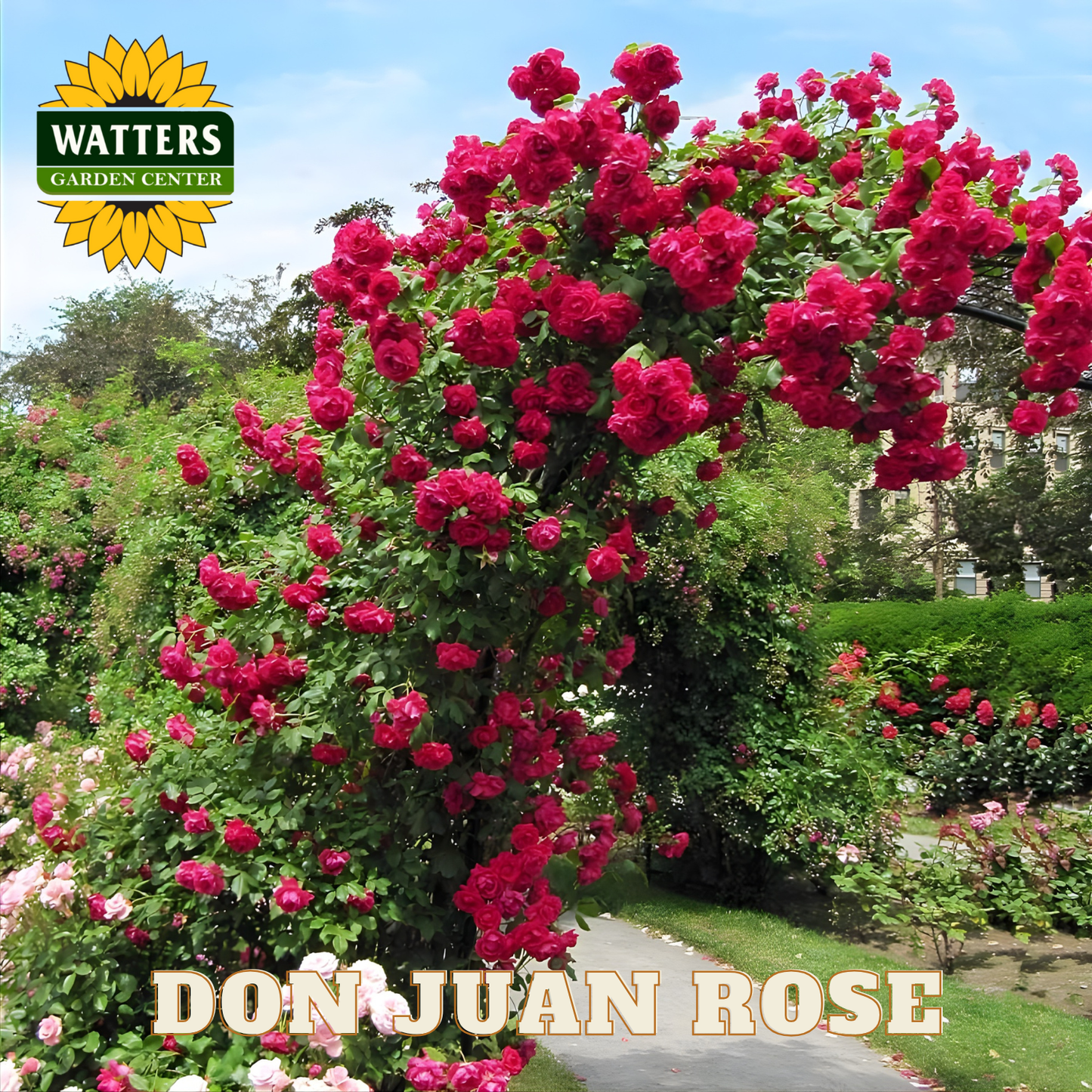 Bouquet of red roses with 'Watters Garden Center' logo and 'Don Juan Rose' text.