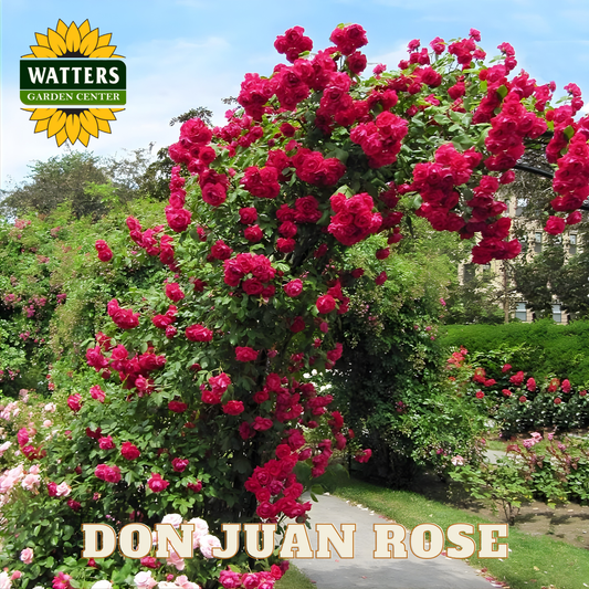 Bouquet of red roses with 'Watters Garden Center' logo and 'Don Juan Rose' text.