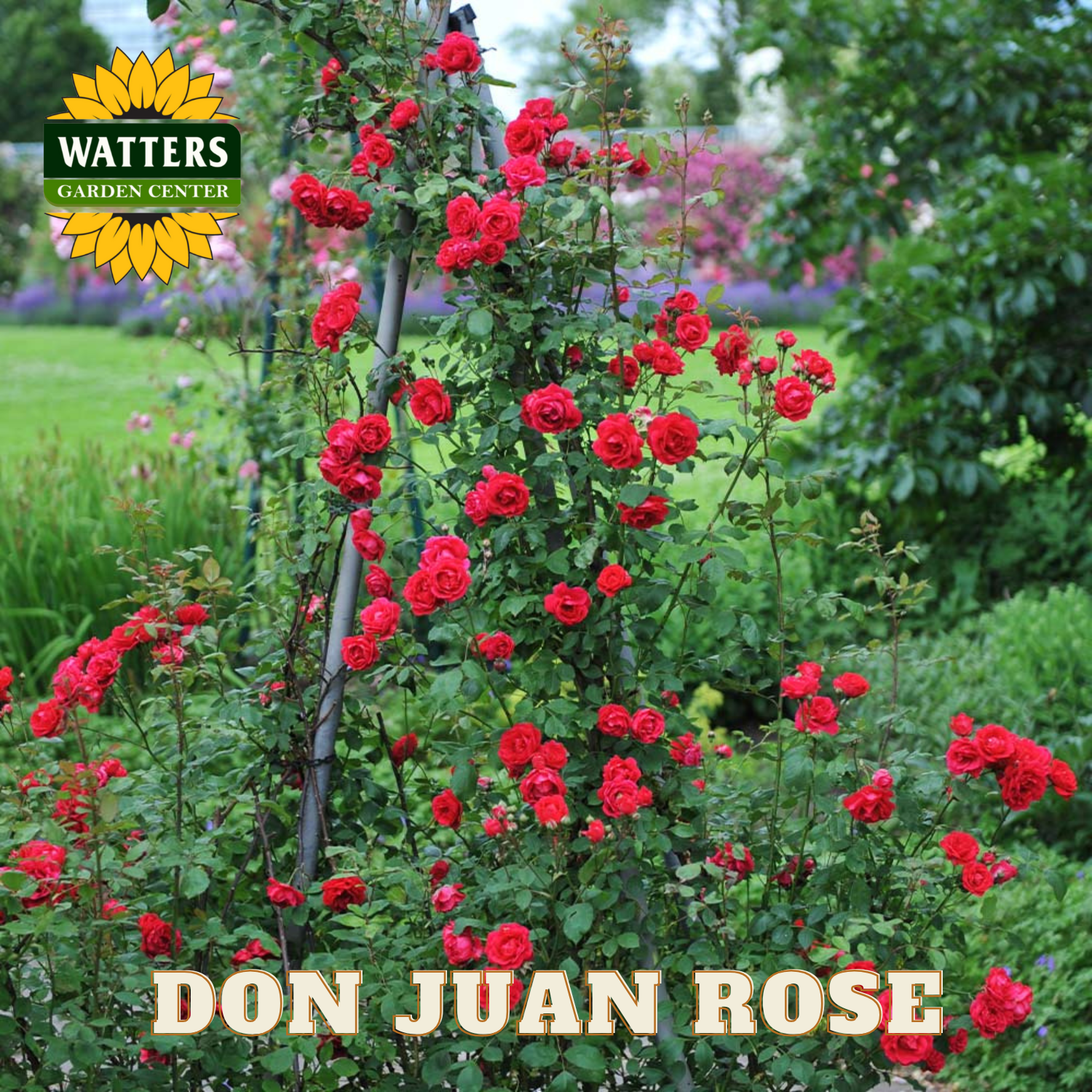 Red roses on a trellis with Watters Garden Center logo and 'Don Juan Rose' text.