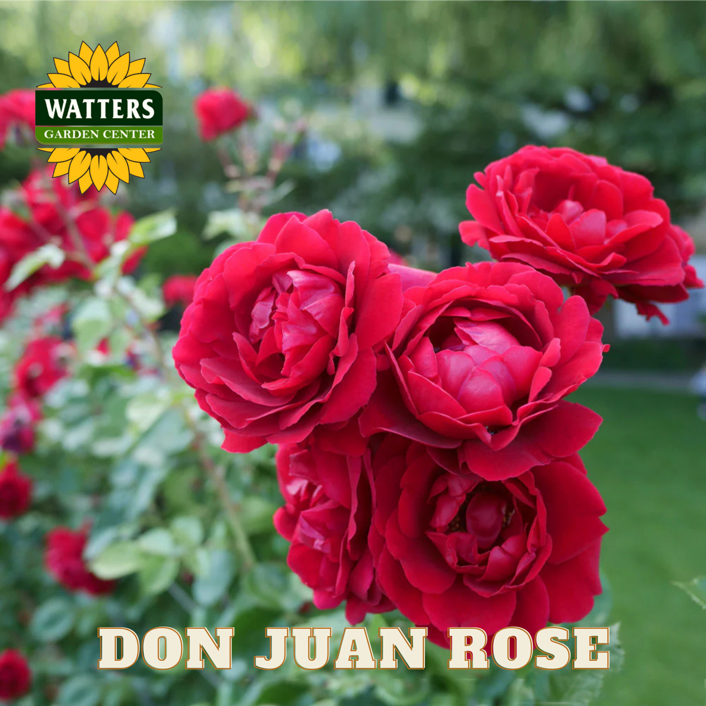 Red roses with Watters Garden Center logo and 'Don Juan Rose' text.