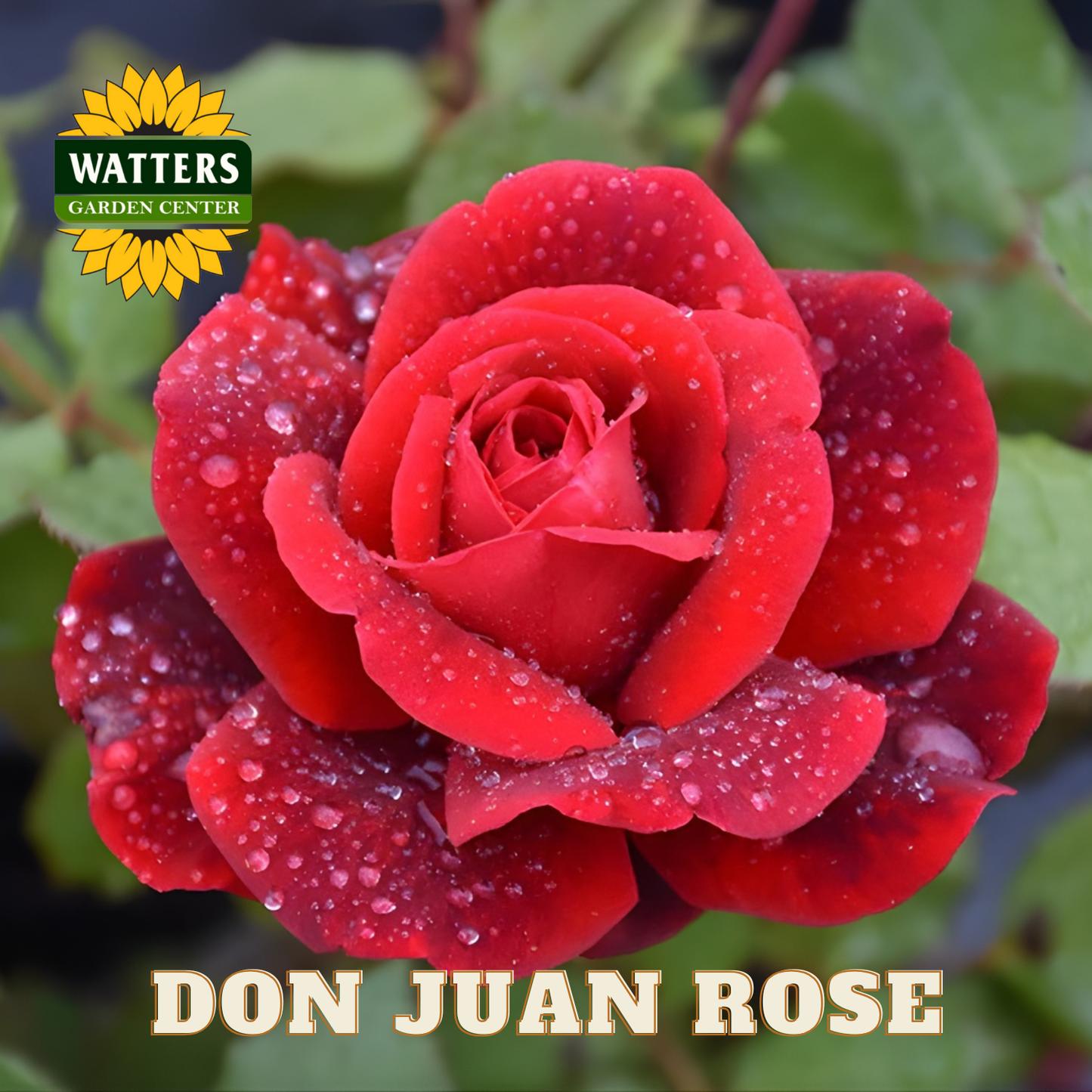 Red rose with water droplets and Watters Garden Center logo