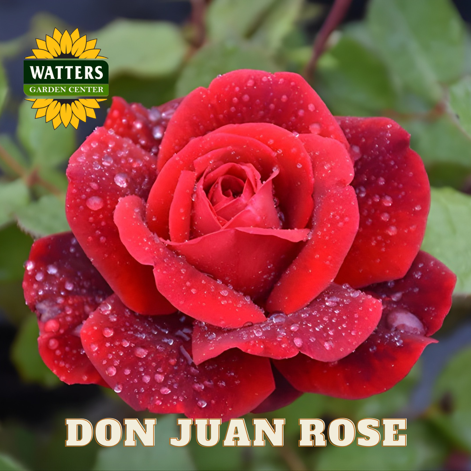 Red rose with water droplets and Watters Garden Center logo
