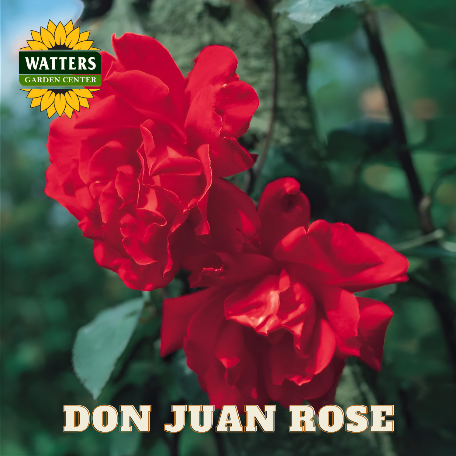 Red roses with Watters Garden Center logo and 'Don Juan Rose' text.