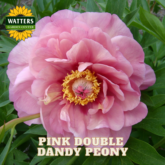 Pink double dandy peony with Watters Garden Center logo