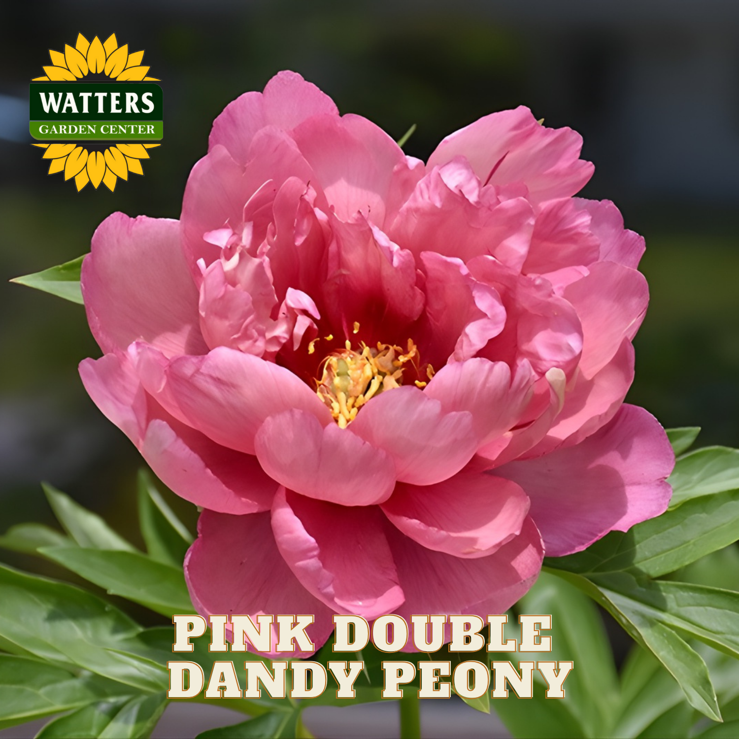 Double Dandy Pink Peony - Thumbnail 4