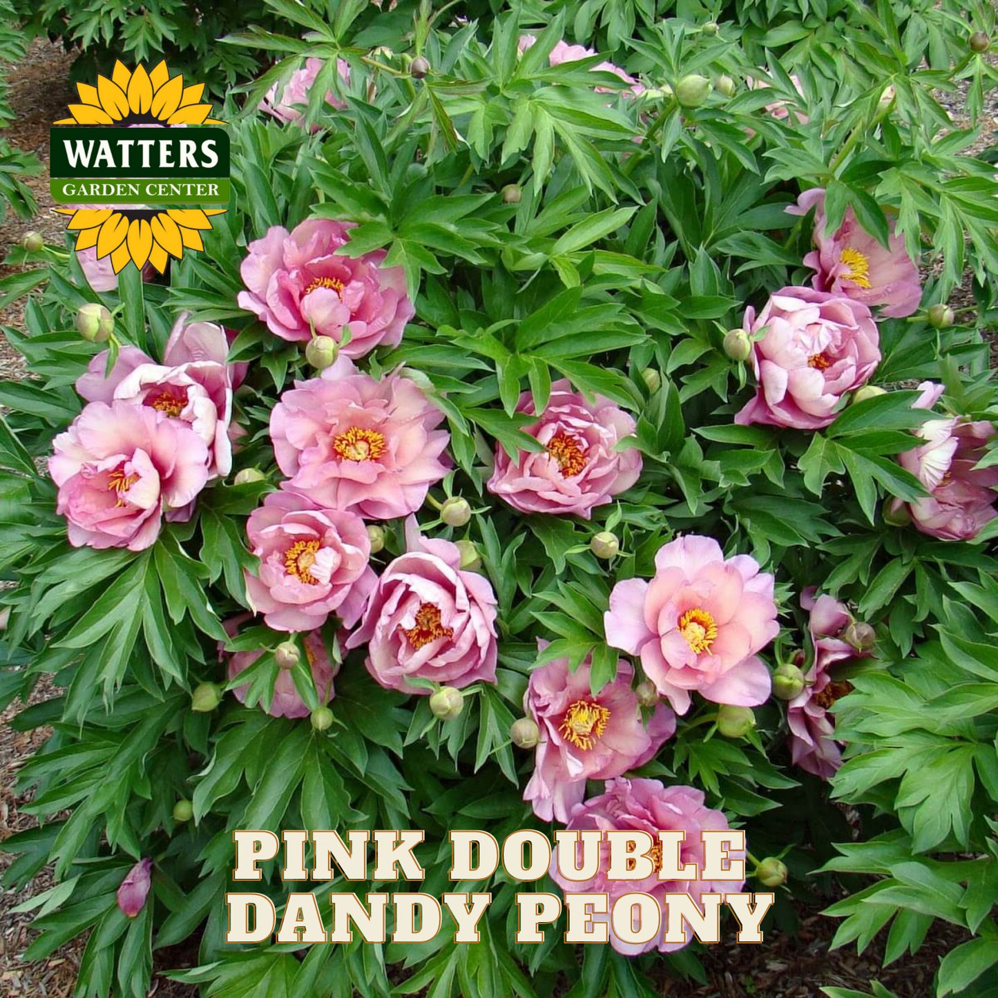 Pink double dandy peony flowers with green leaves and Watters Garden Center branding.