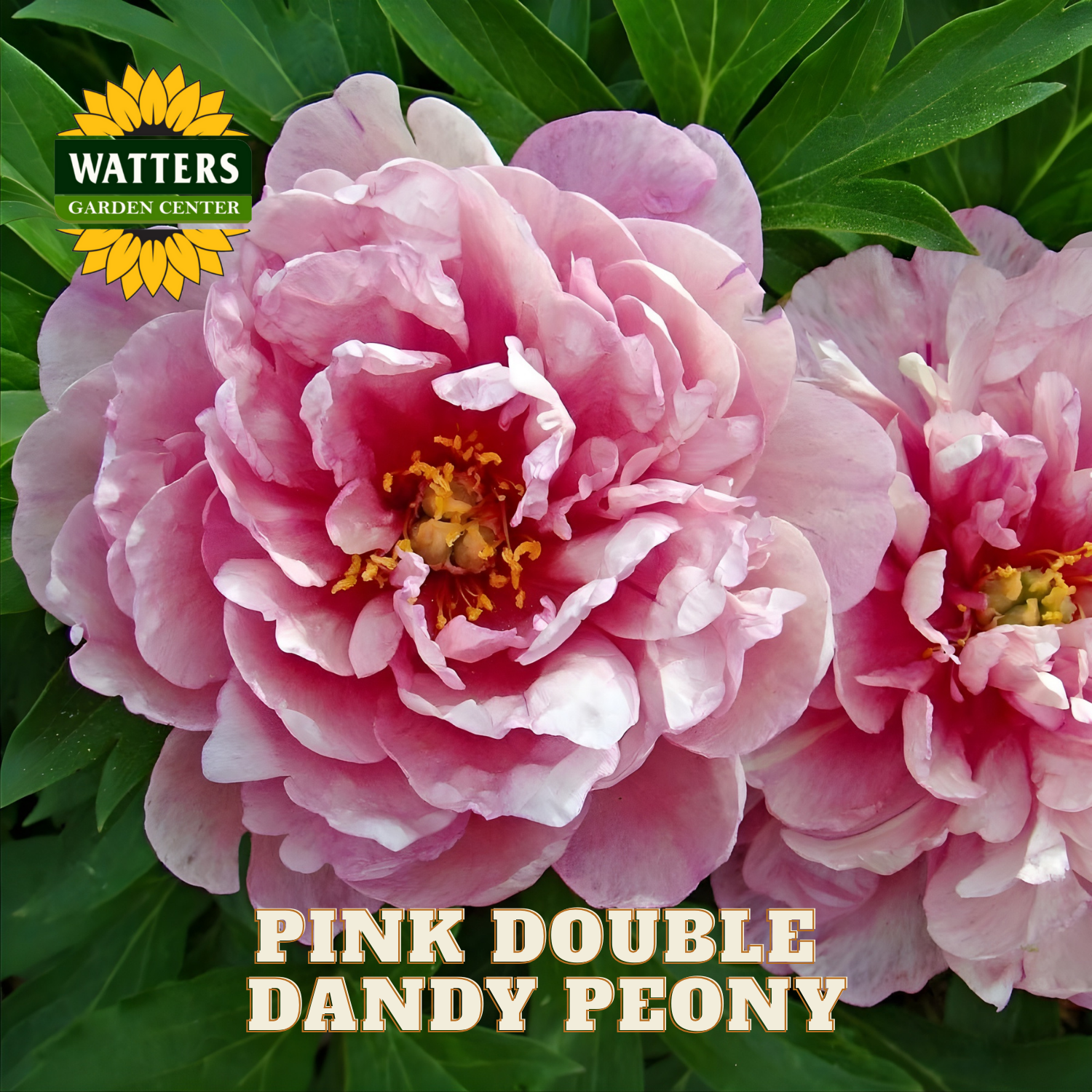 Double Dandy Pink Peony - Thumbnail 2