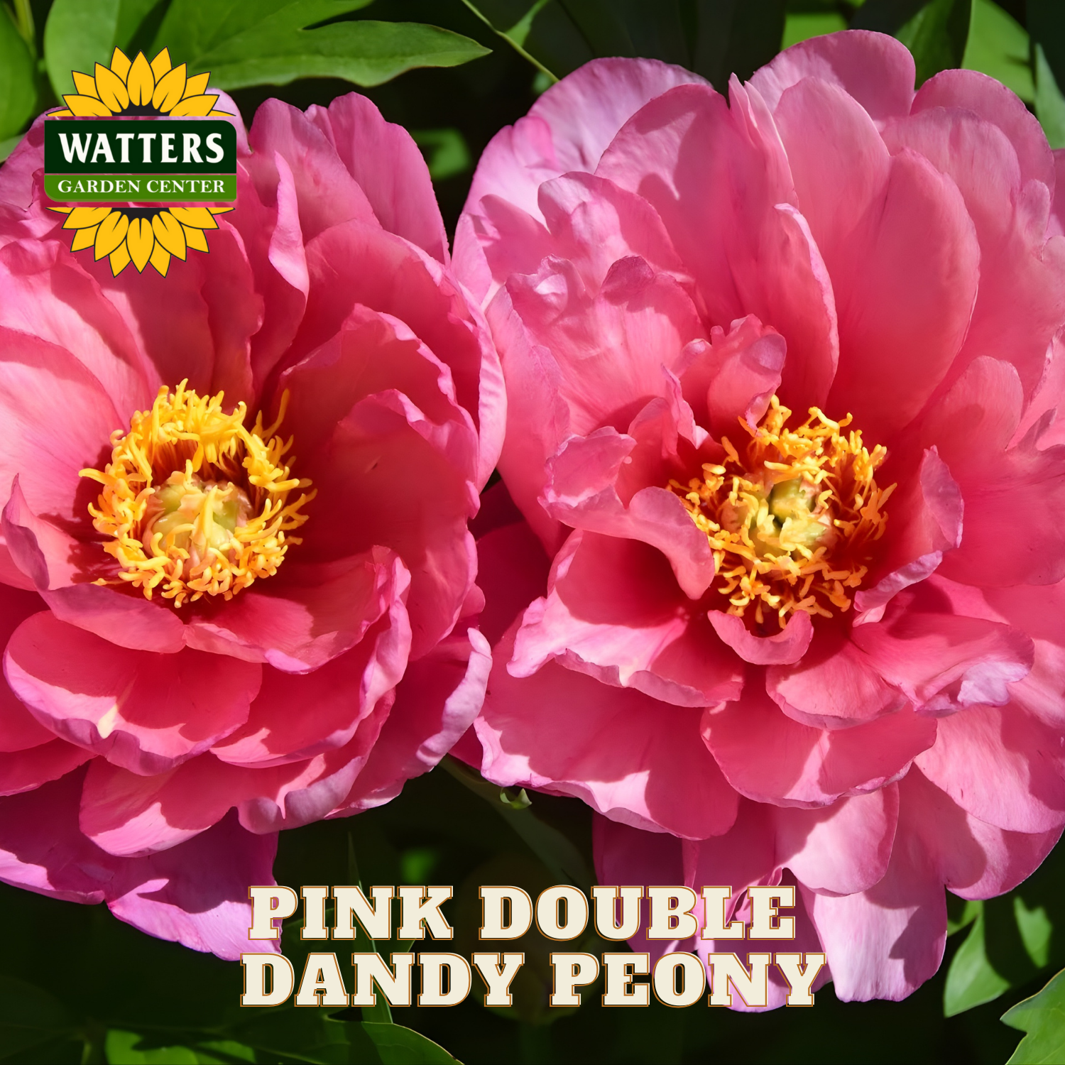 Two pink double dandy peonies with a Watters Garden Center logo.