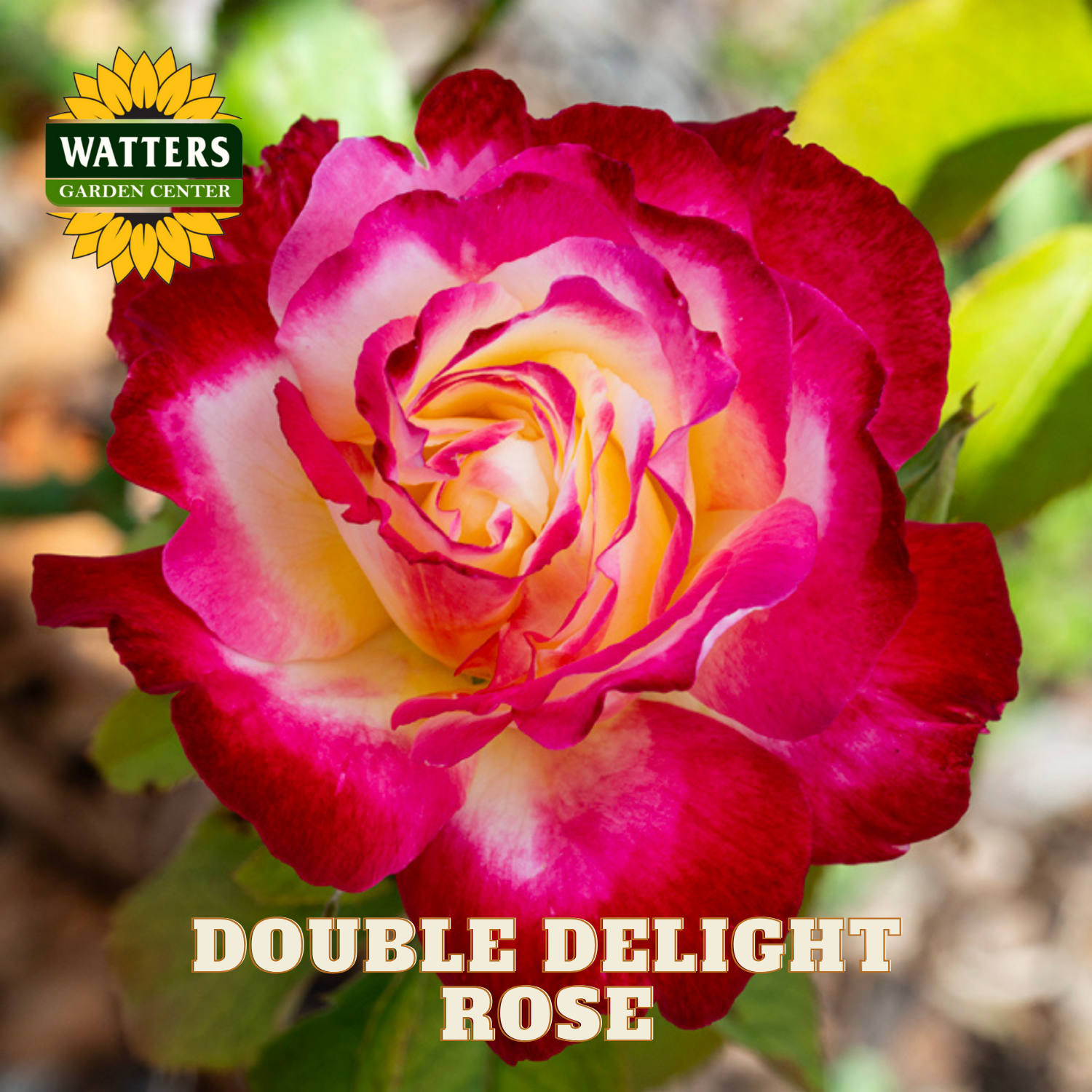 Double Delight rose with Watters Garden Center logo