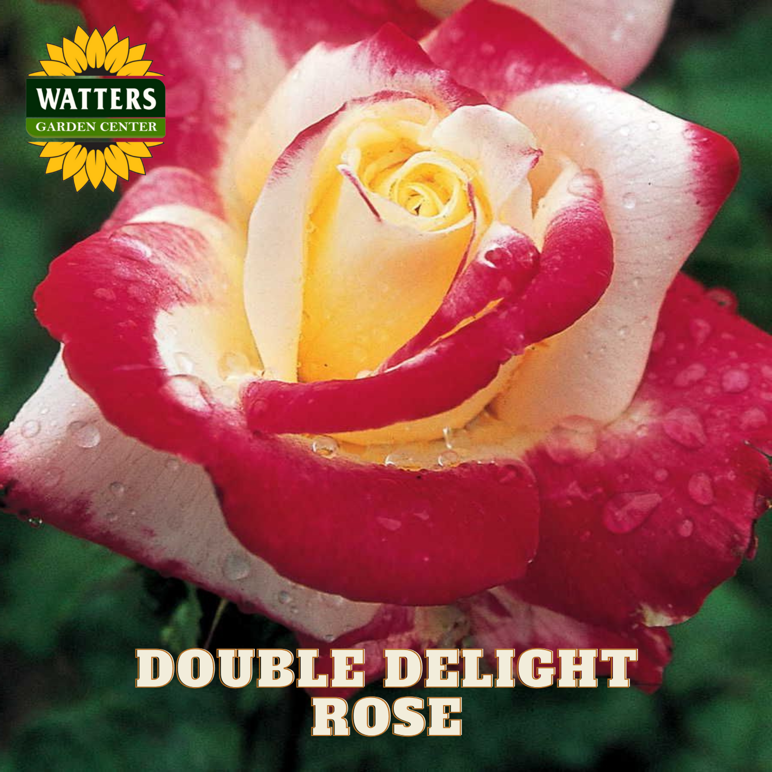 Close-up of a Double Delight rose with water droplets, Watters Garden Center logo above.