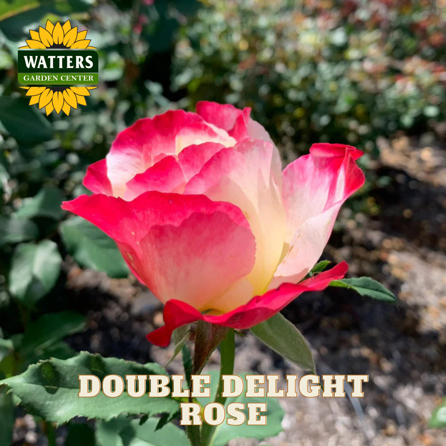 Double Delight rose with Watters Garden Center logo in the corner