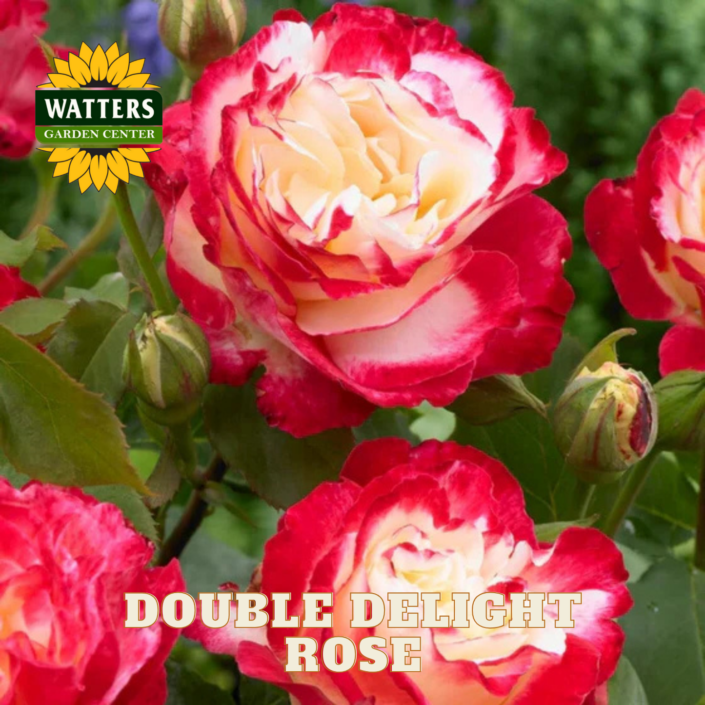 Double Delight Rose with Watters Garden Center logo