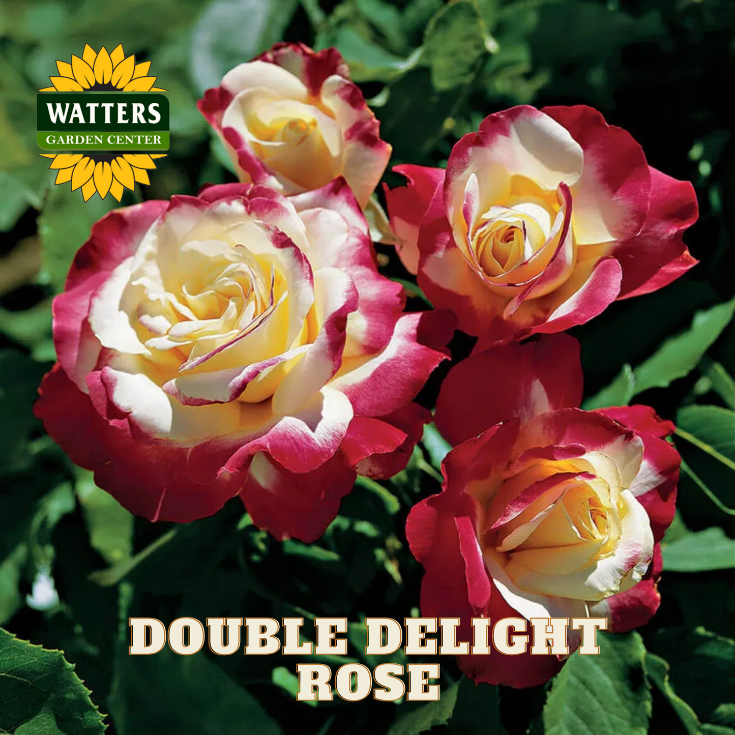 Bouquet of double delight roses with Watters Garden Center logo
