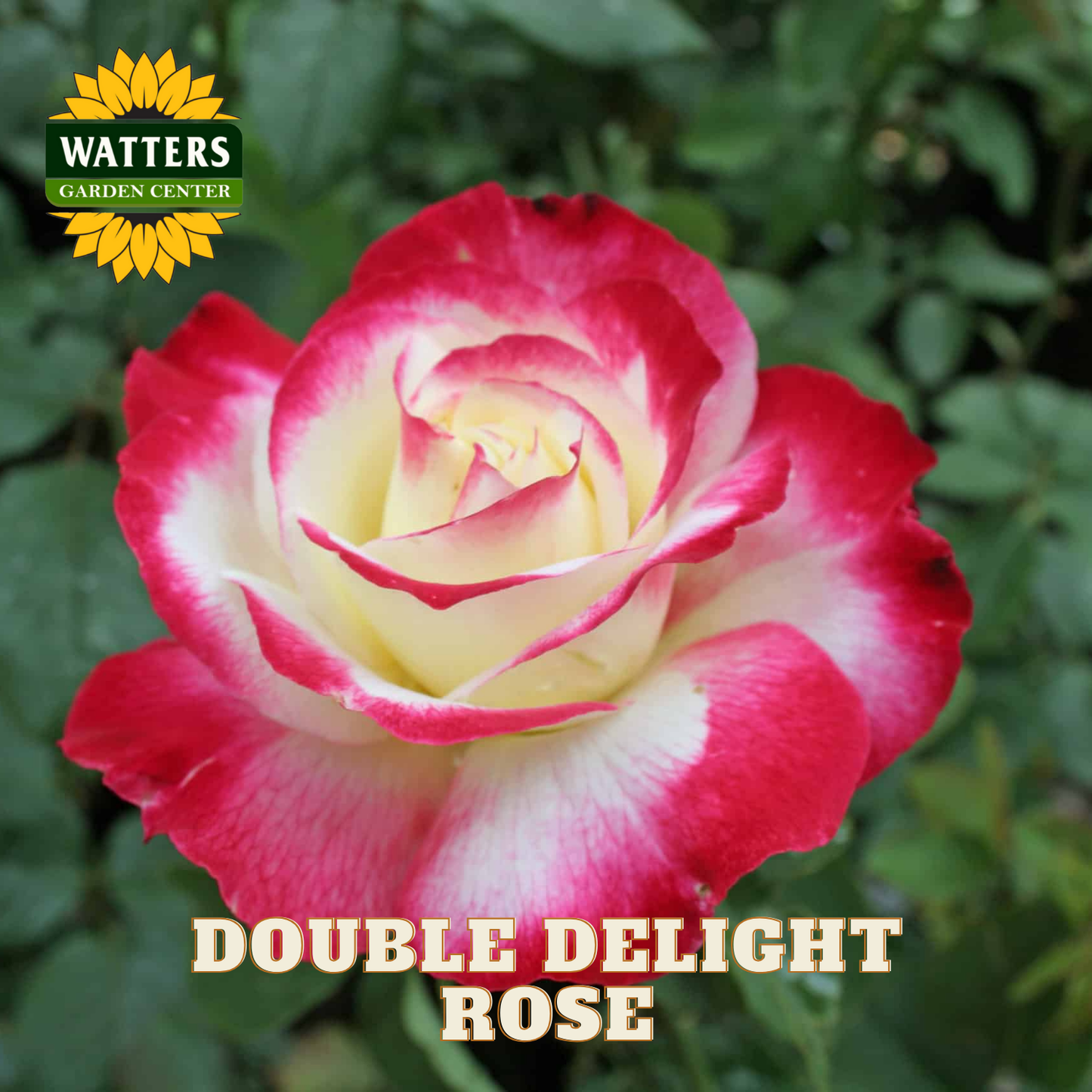 Double Delight rose with Watters Garden Center logo