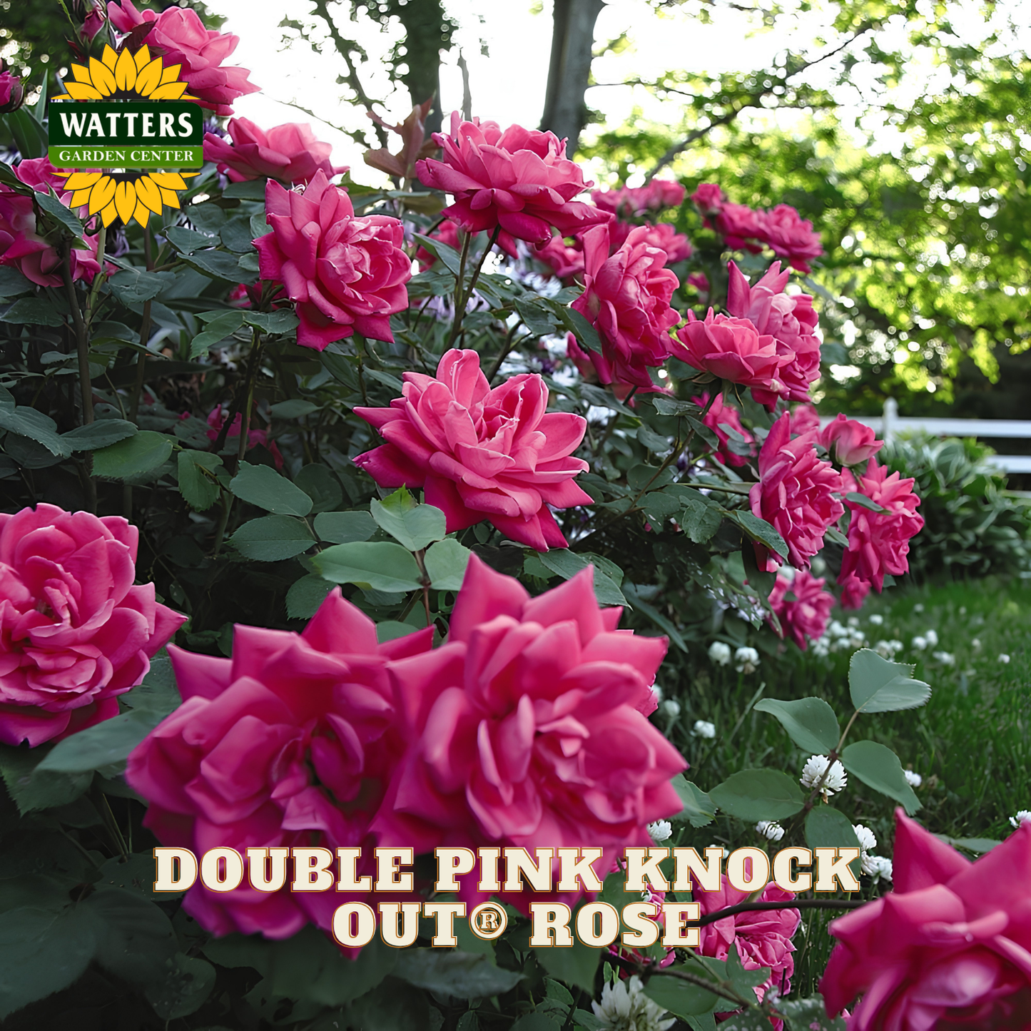 Pink roses with Watters Garden Center branding and 'Double Pink Knock Out Rose' text.
