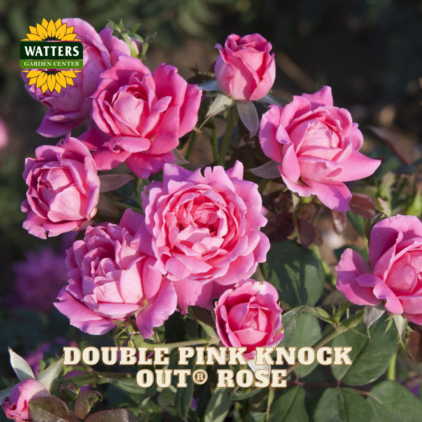 Double pink Knock Out roses with Watters Garden Center branding.