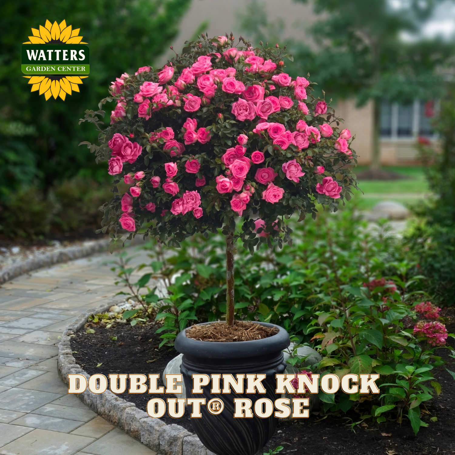 Potted Double Pink Knock Out Rose plant with Watters Garden Center branding.