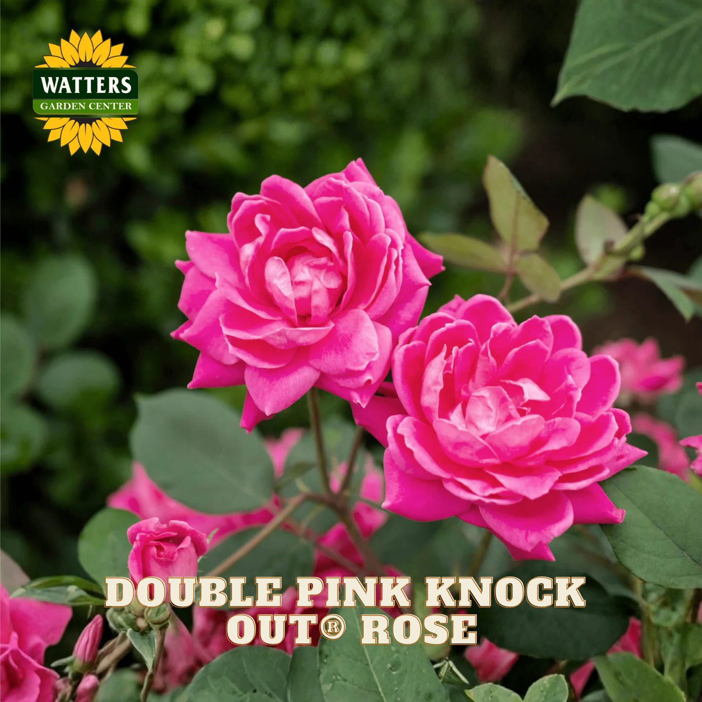 Two pink roses with green leaves and Watters Garden Center branding.