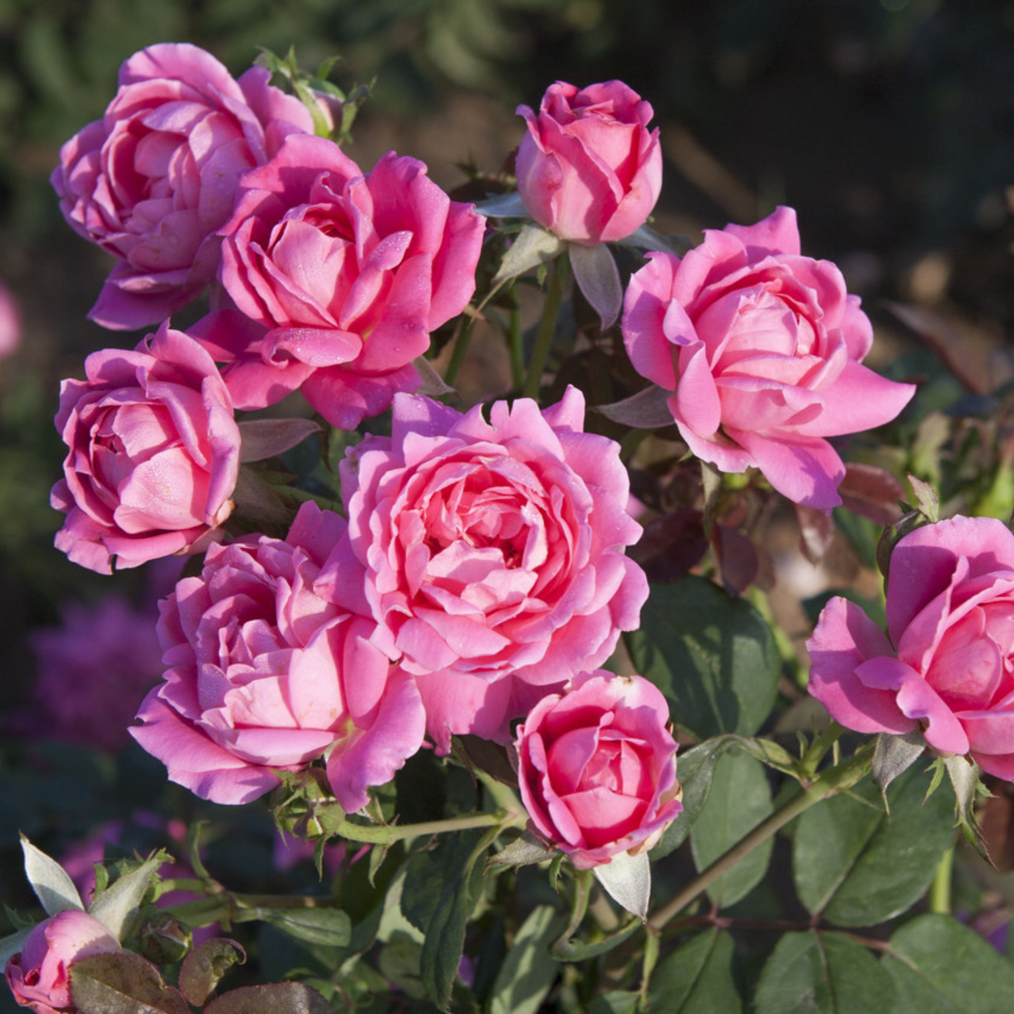 Double Pink Knock Out® Rose (ROSE K.O. DBL PINK KNOCKOUT) - 3 gallon
