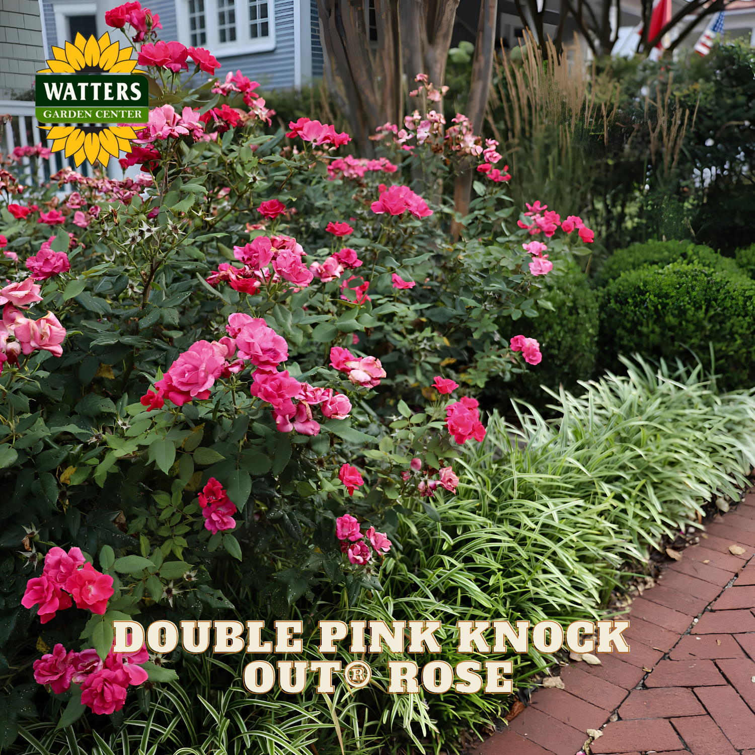 Garden scene with pink Knock Out roses and Watters Garden Center branding.