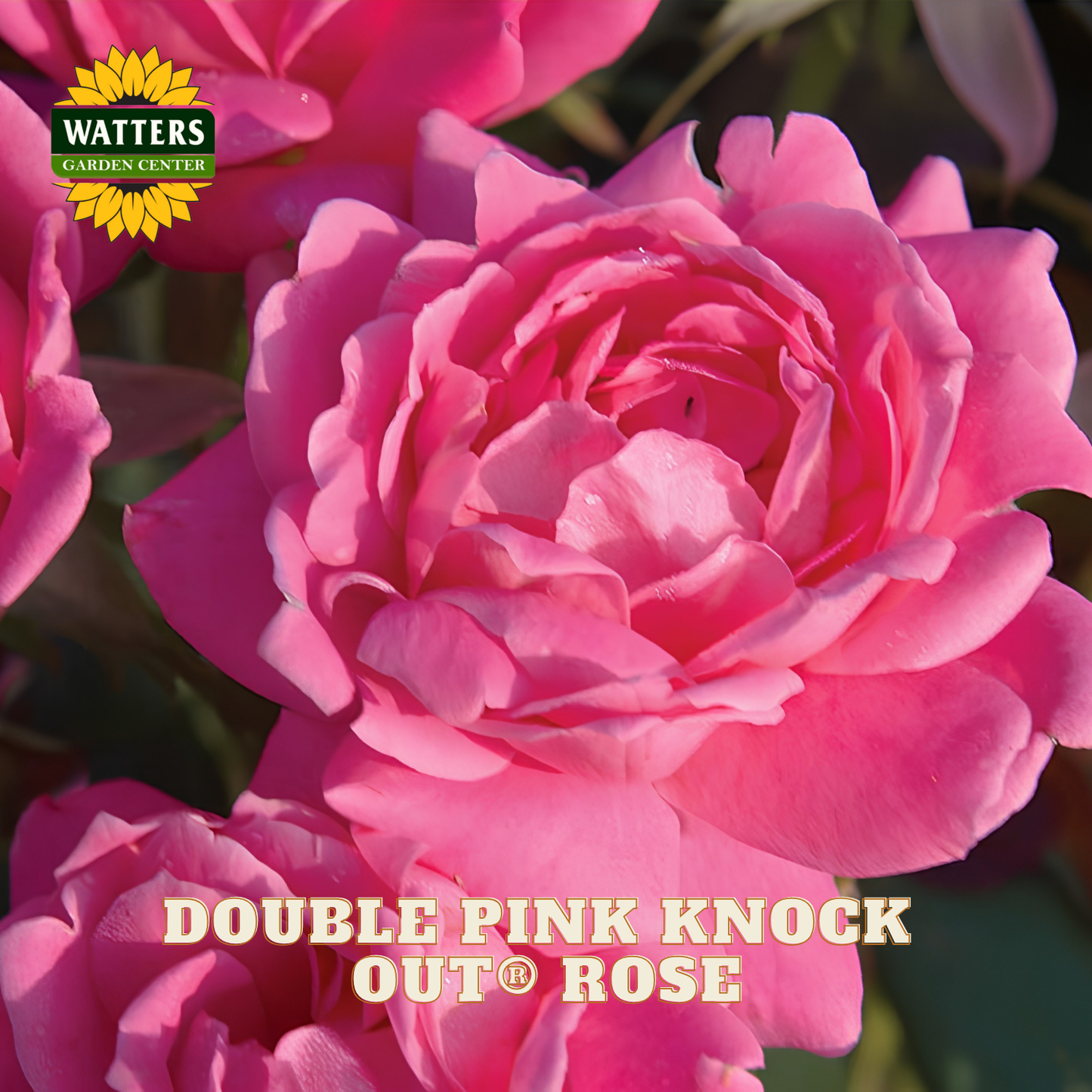 Close-up of a pink rose with 'Watters Garden Center' logo and text about the 'Double Pink Knock Out Rose'.