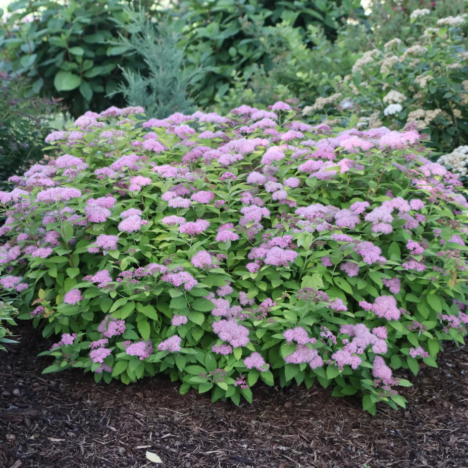 DOUBLE PLAY BIG BANG SPIREA 2gal