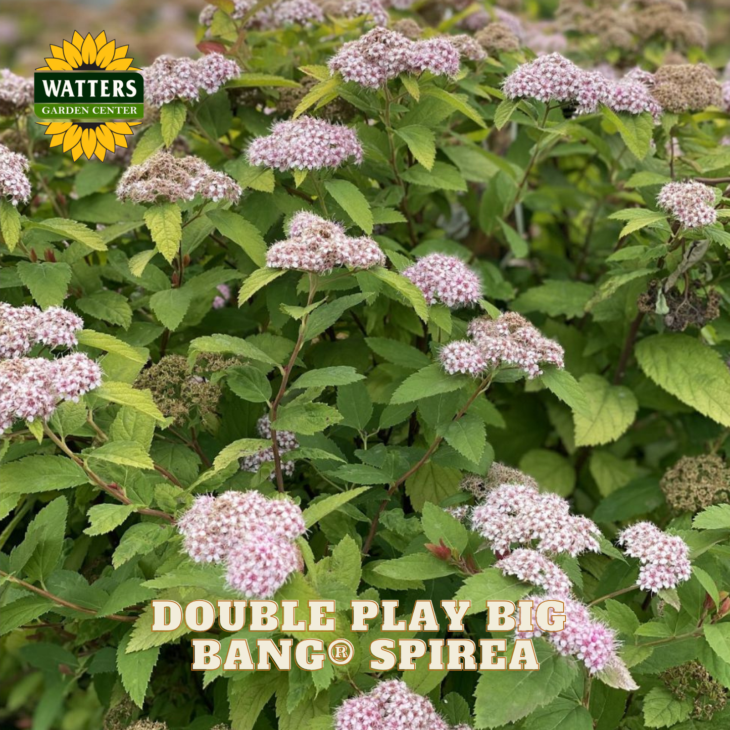 Spirea plant with pink flowers and green leaves, branded with Watters Garden Center.
