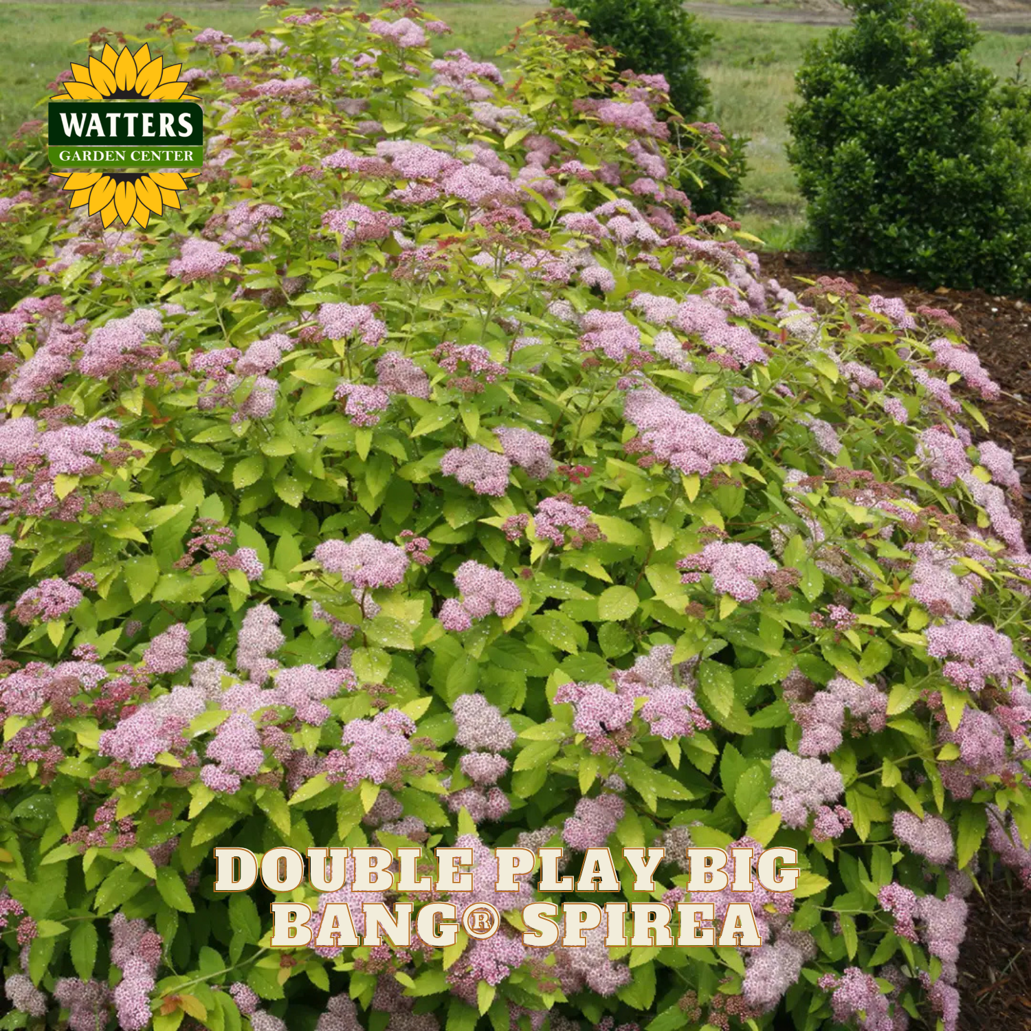 Spirea plant with pink flowers and green leaves, branded with Watters Garden Center.