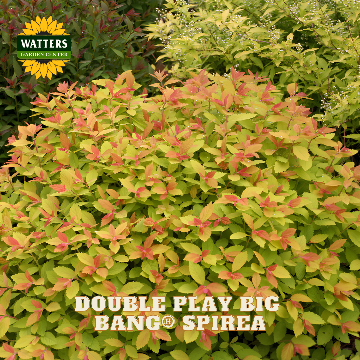 Spirea plant with green and pink leaves, branded as 'Double Play Big Bang' by Watters Garden Center.