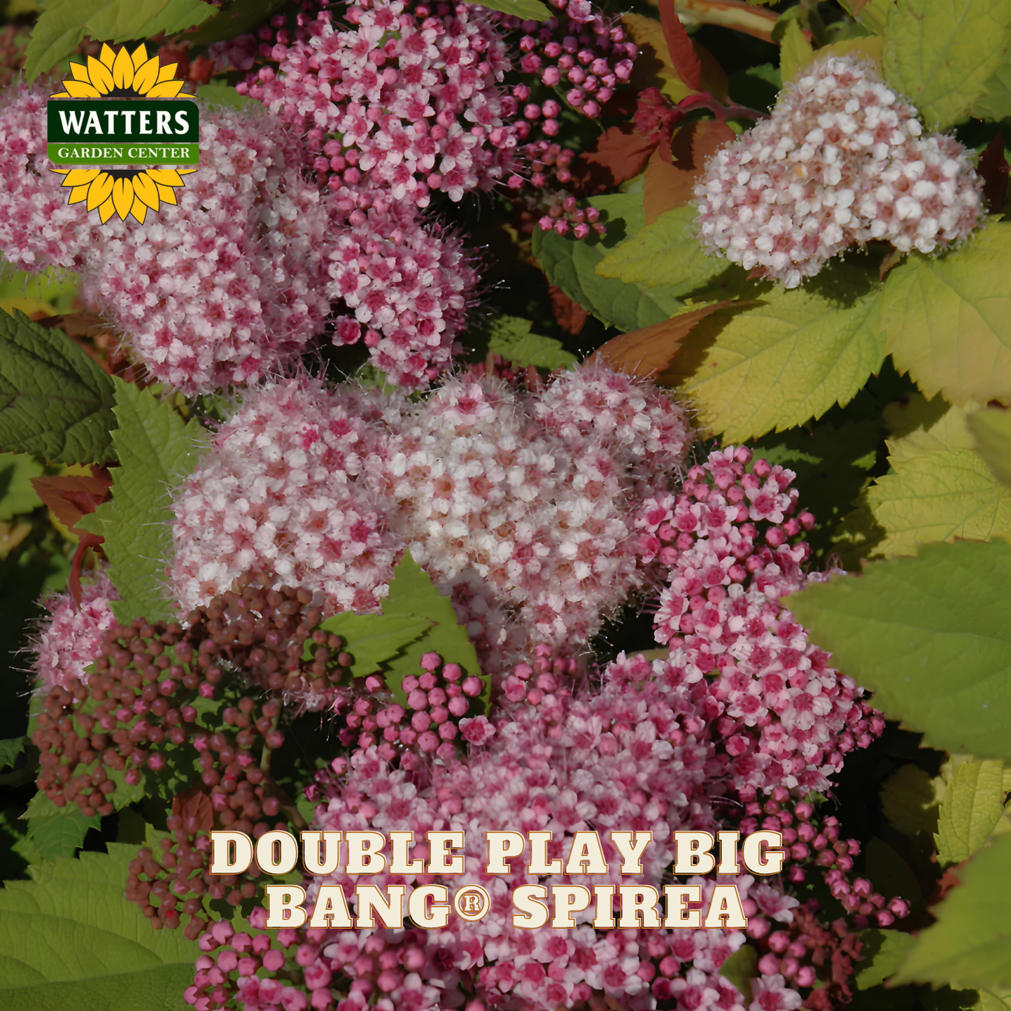 Spirea plant with pink flowers and green leaves, branded with Watters Garden Center.