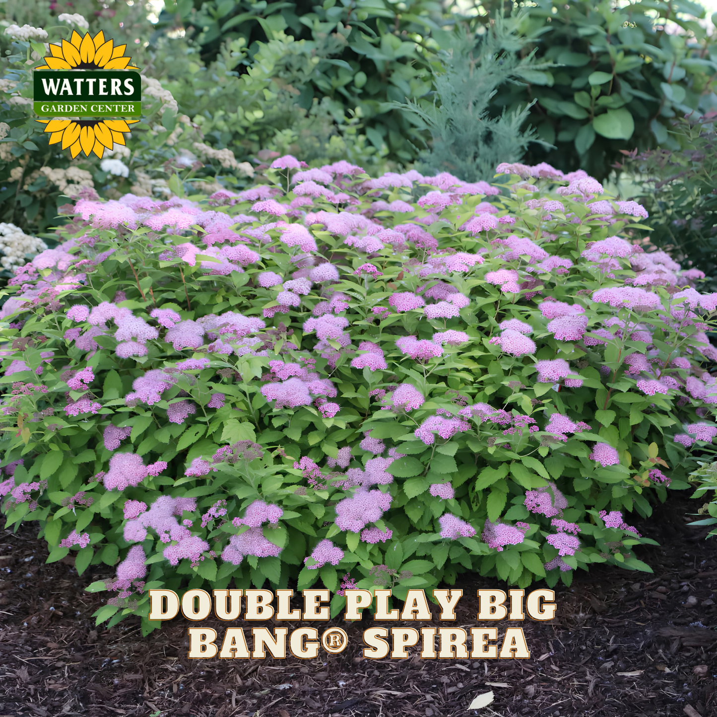 Spirea plant with pink flowers and green leaves, branded with Watters Garden Center.