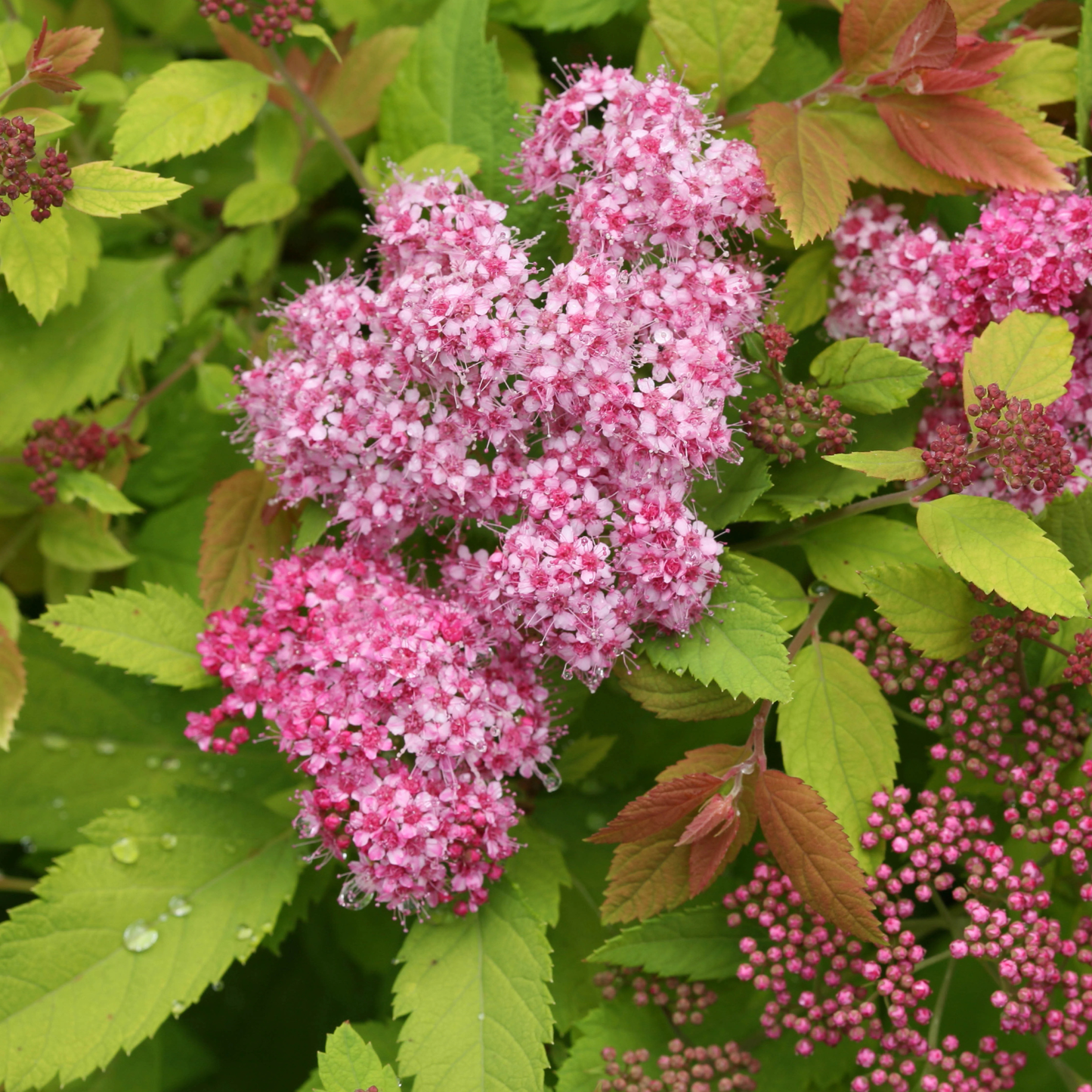 Close-up of pink flowering shrub with green leaves
