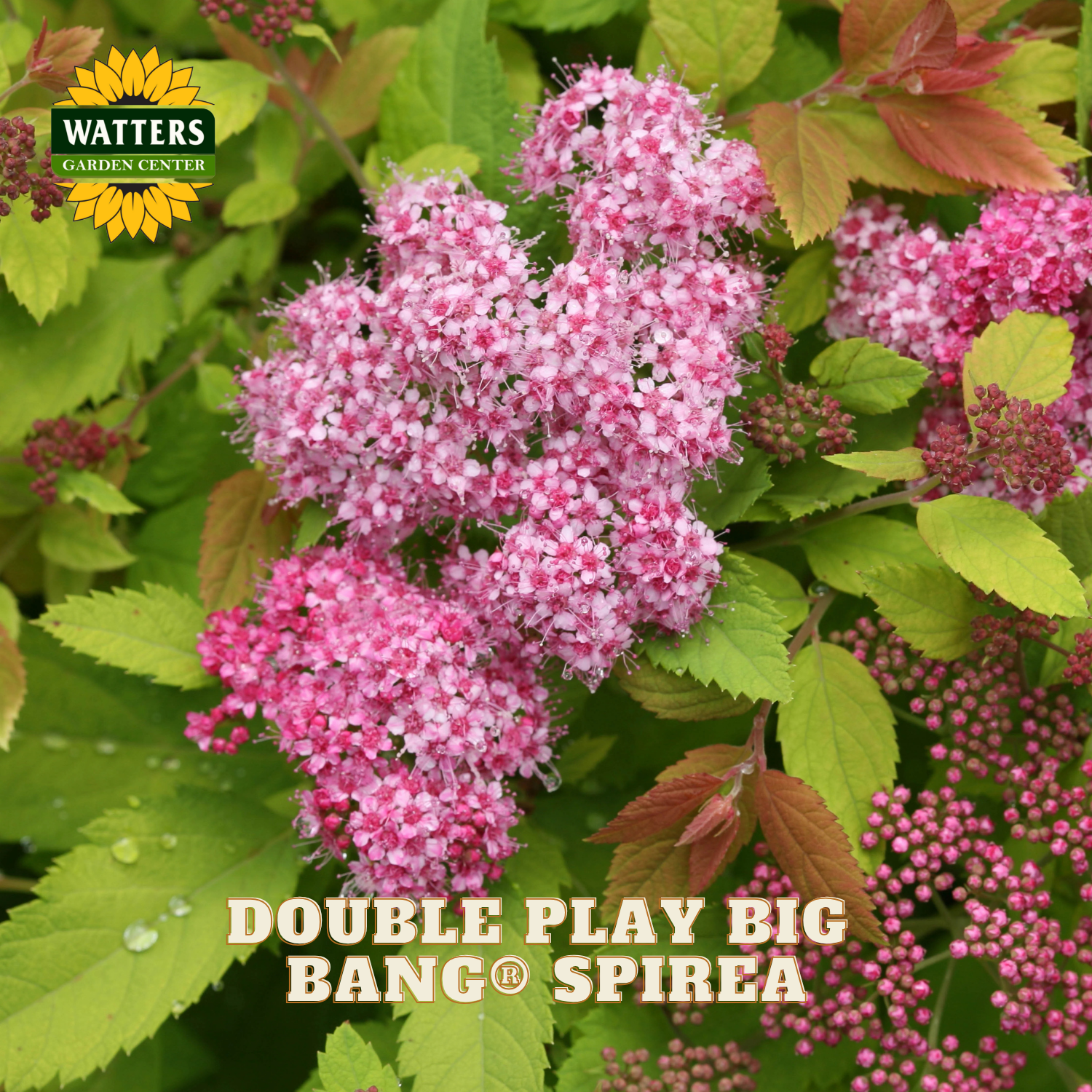 Pink spirea flowers with green leaves and Watters Garden Center branding.