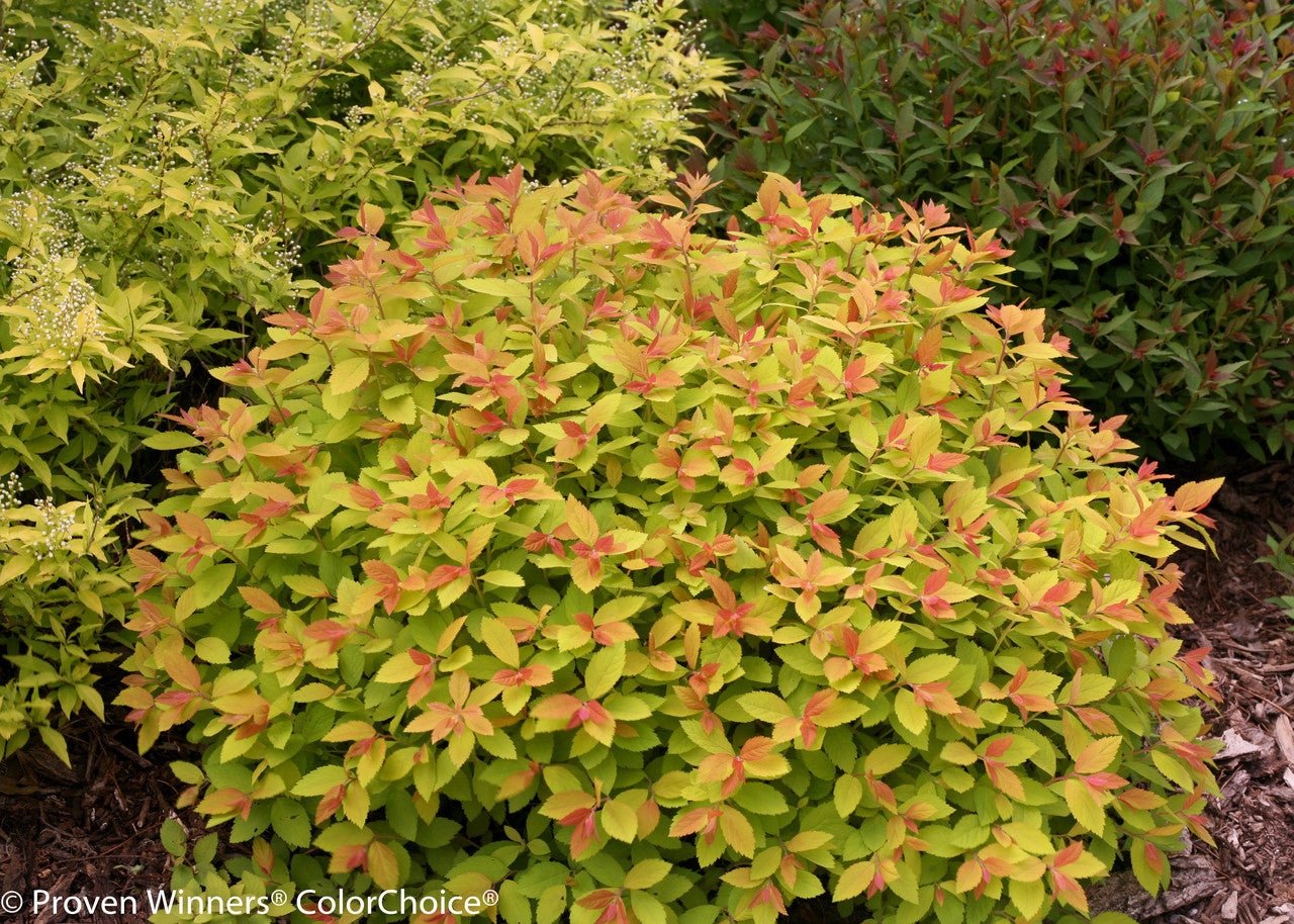 Double Play Big Bang® Spirea (Spiraea japonica 'Tracy') - 3 gallon 15"