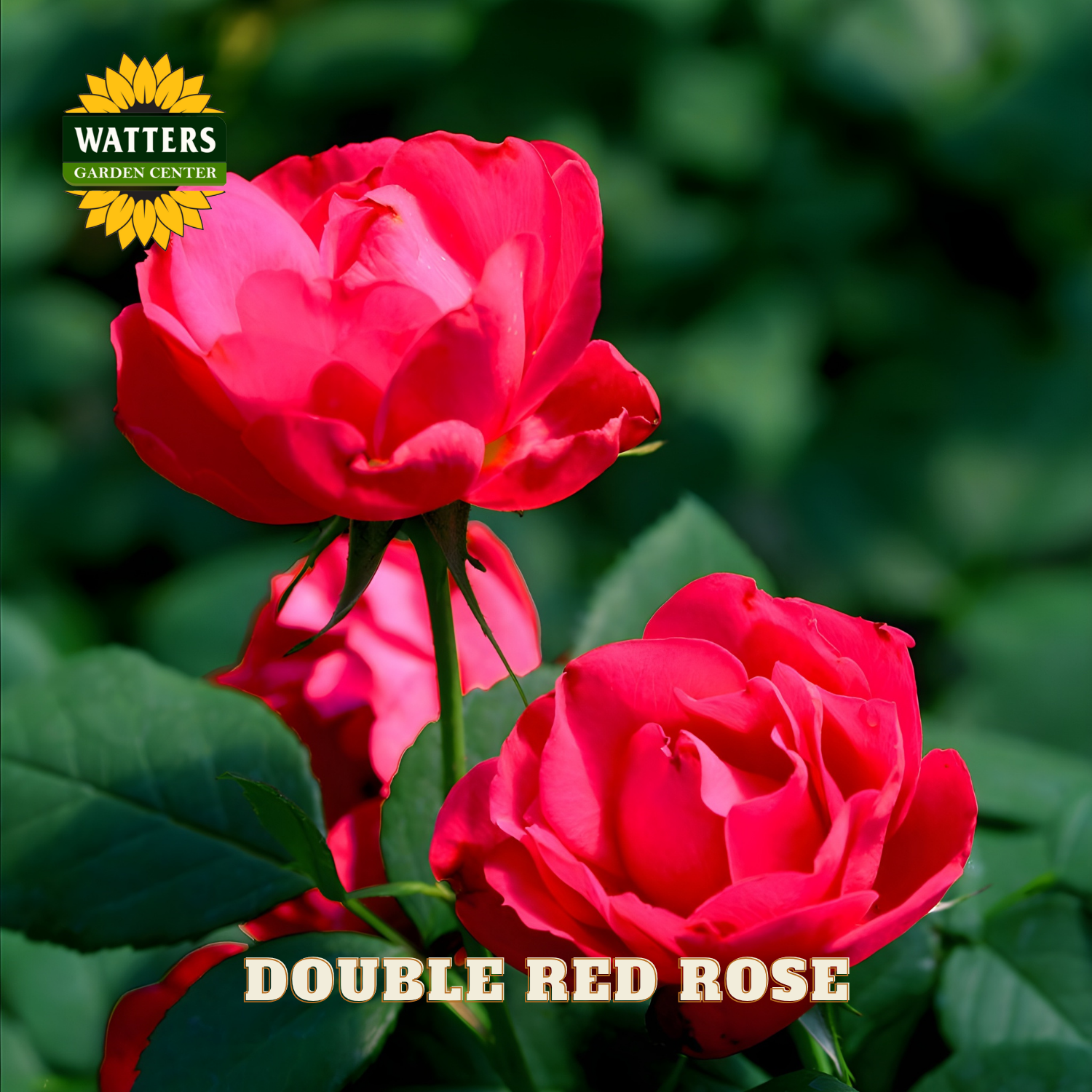 Two red roses with 'Watters Garden Center' logo and 'Double Red Rose' text.