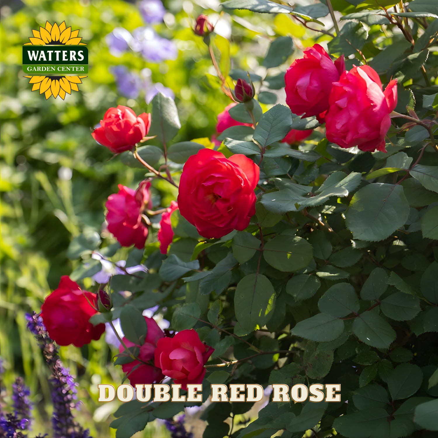 Red roses with green leaves and Watters Garden Center logo.