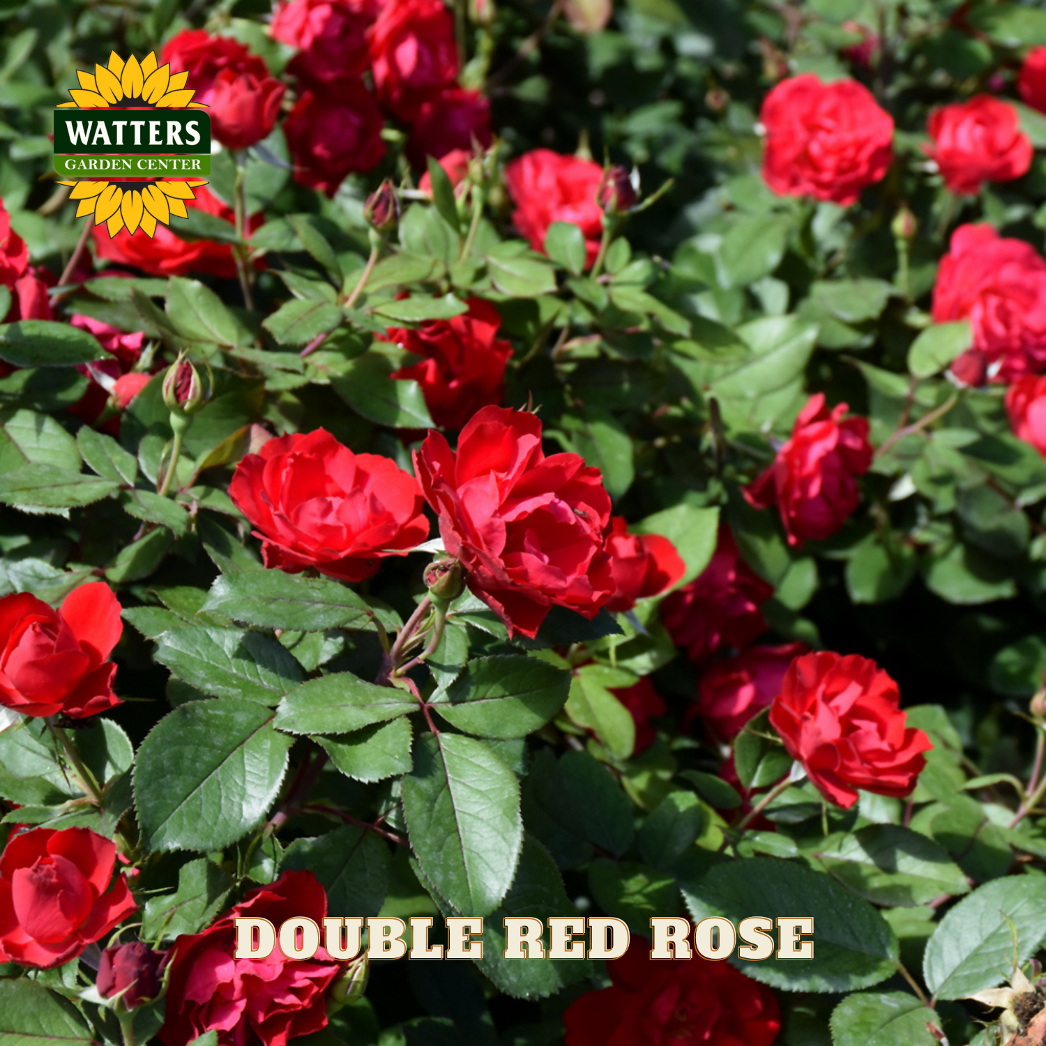 Bouquet of red roses with green leaves, featuring Watters Garden Center logo.