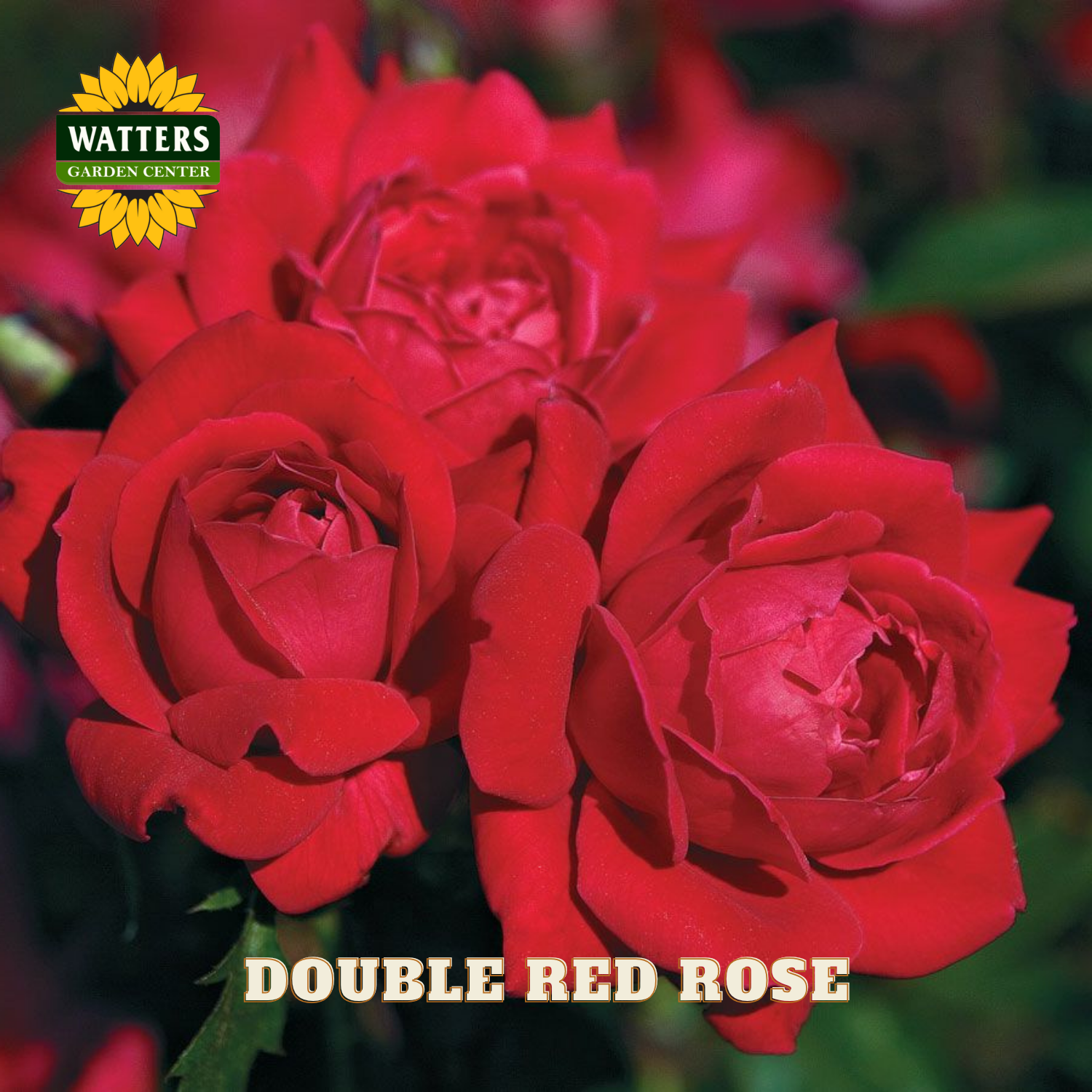 Close-up of red double roses with Watters Garden Center logo.