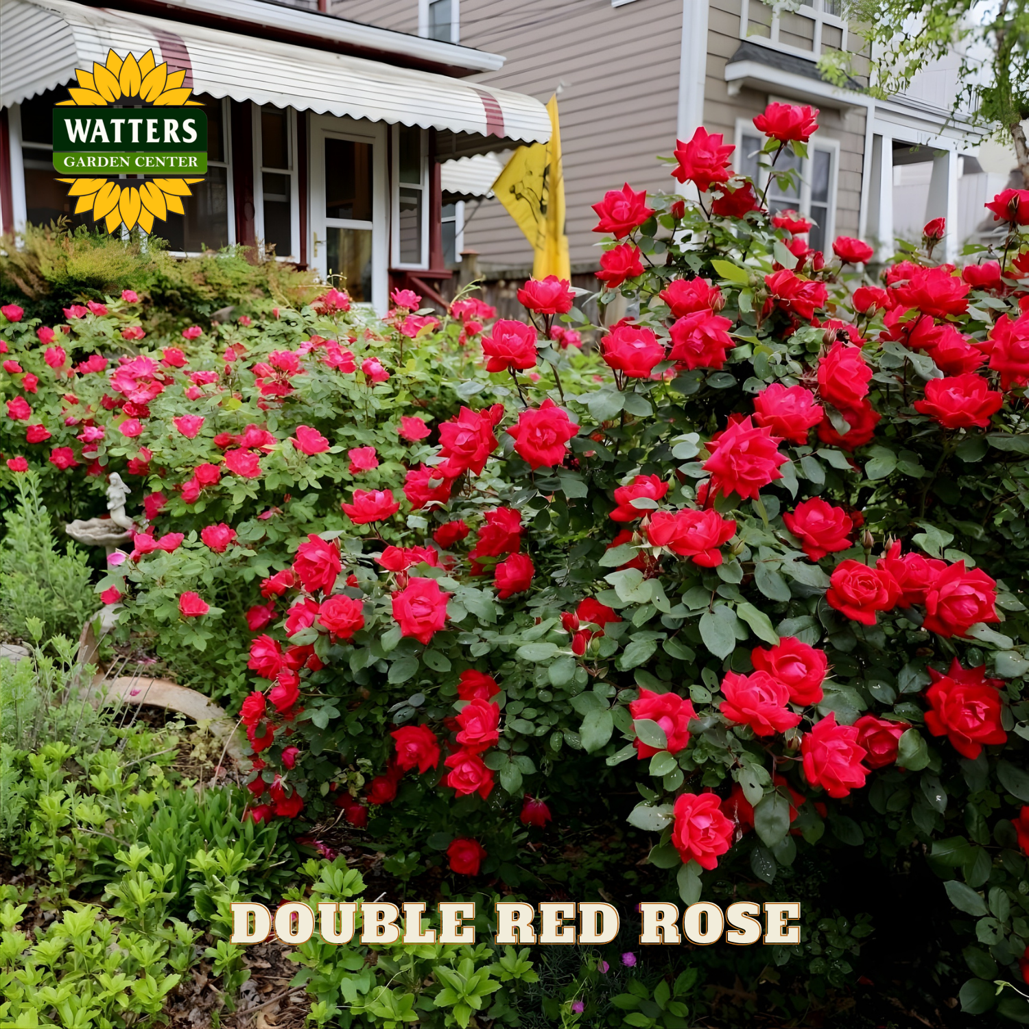 Bush of red roses with Watters Garden Center branding in the background