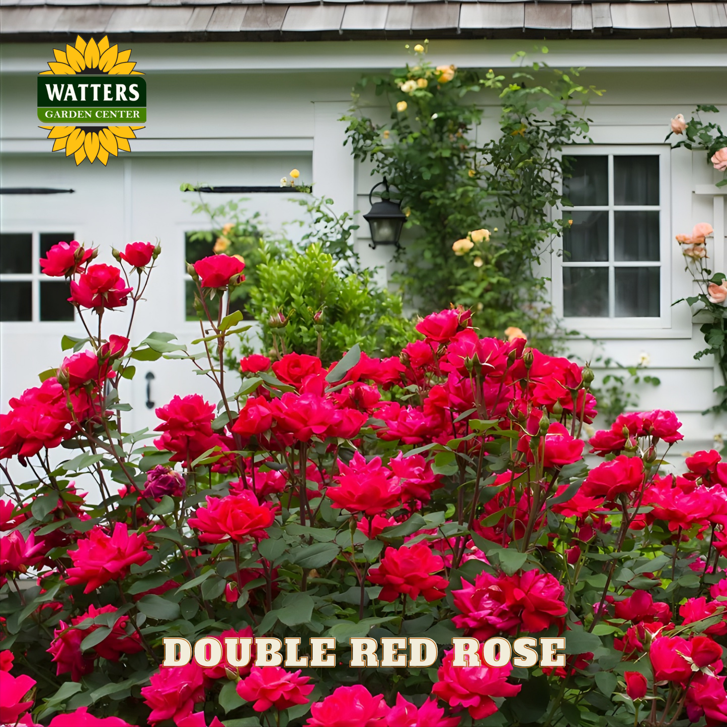 Bouquet of double red roses with Watters Garden Center branding in the background.