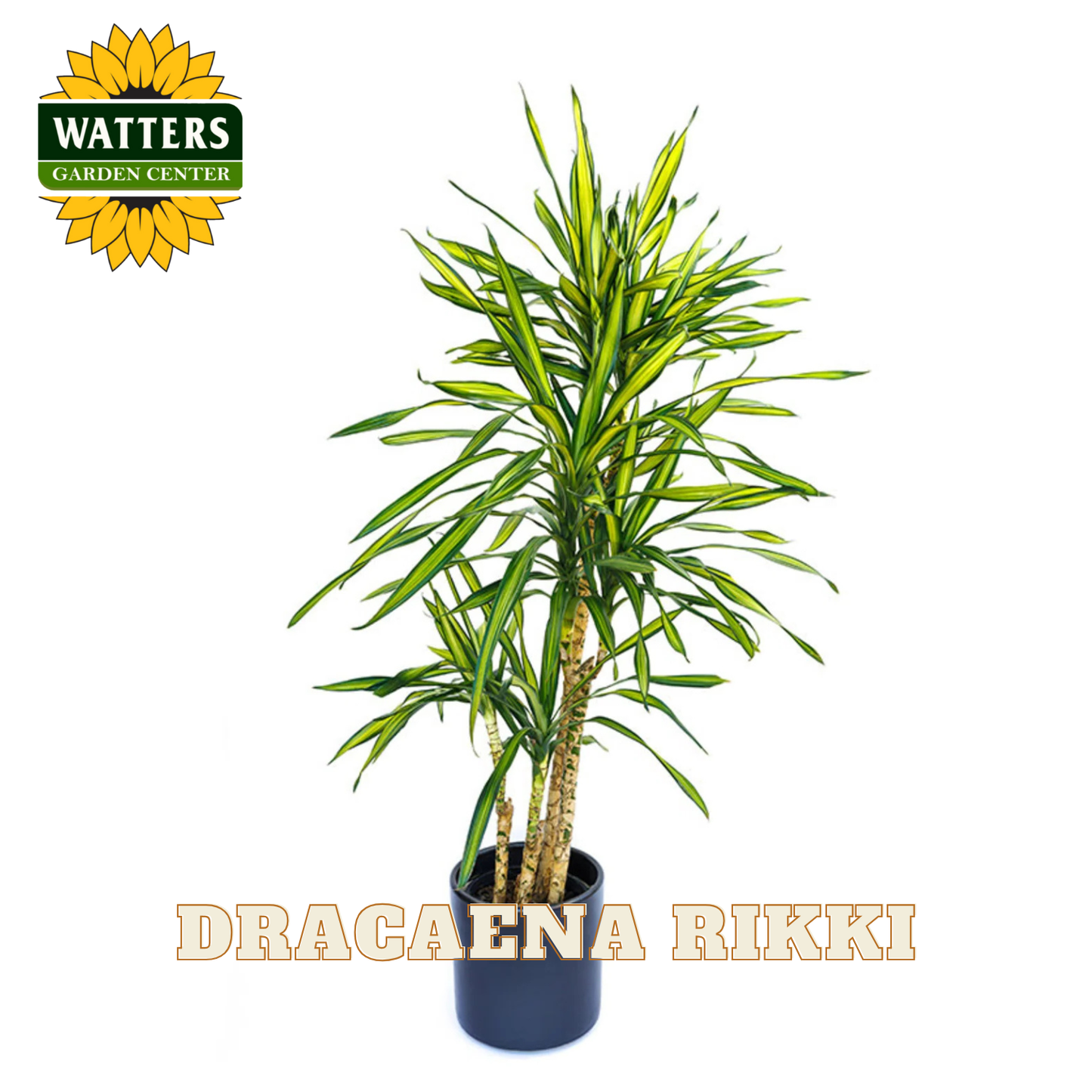 Potted Dracaena Rikki plant with Watters Garden Center logo on a white background