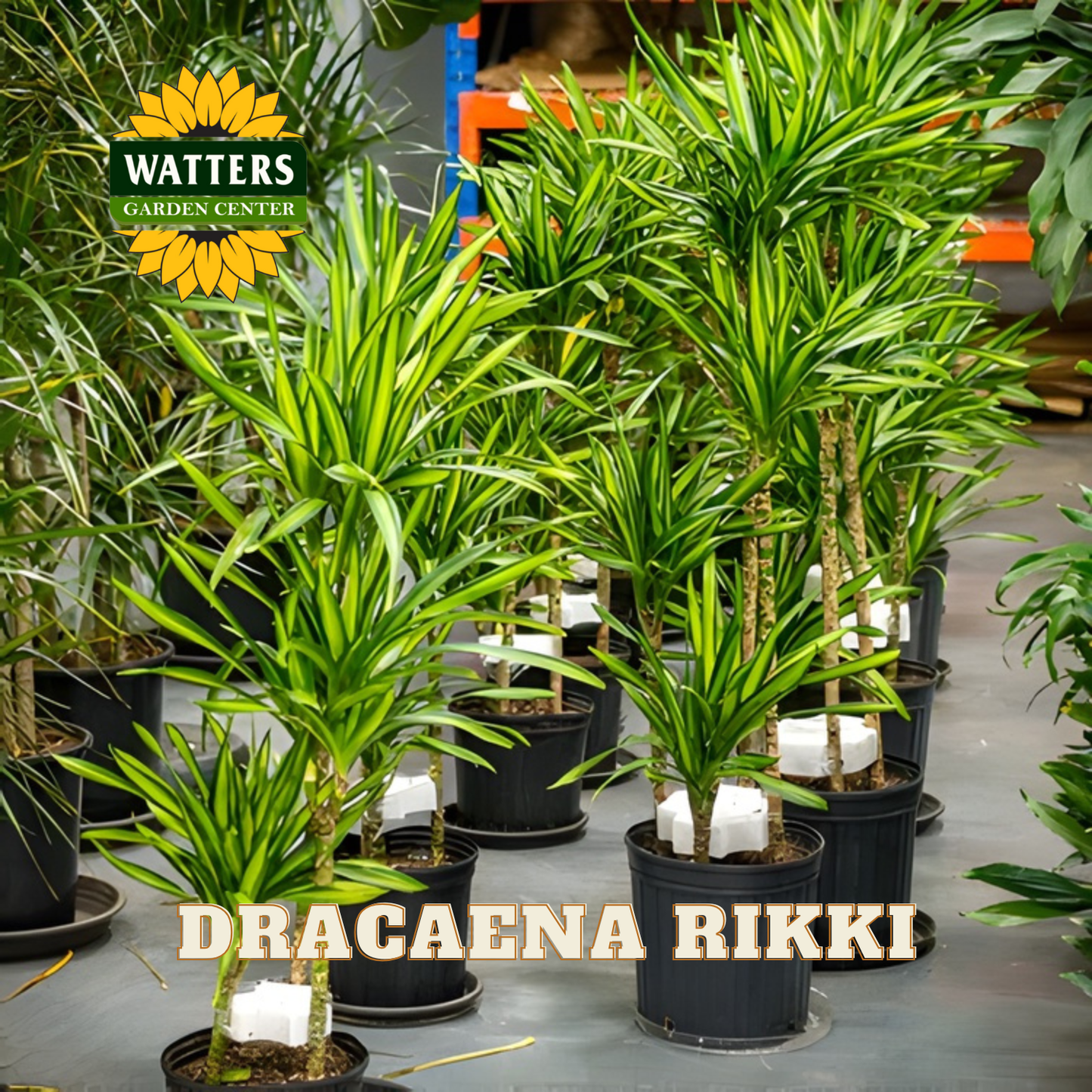 Dracaena Rikki plants in pots with Watters Garden Center logo.