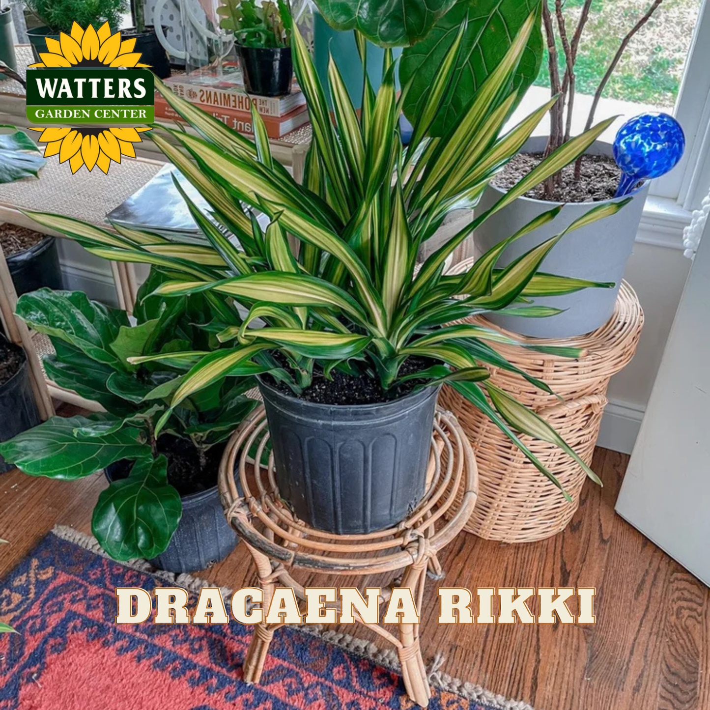 Dracaena Rikki plant on a small stand with Watters Garden Center branding.