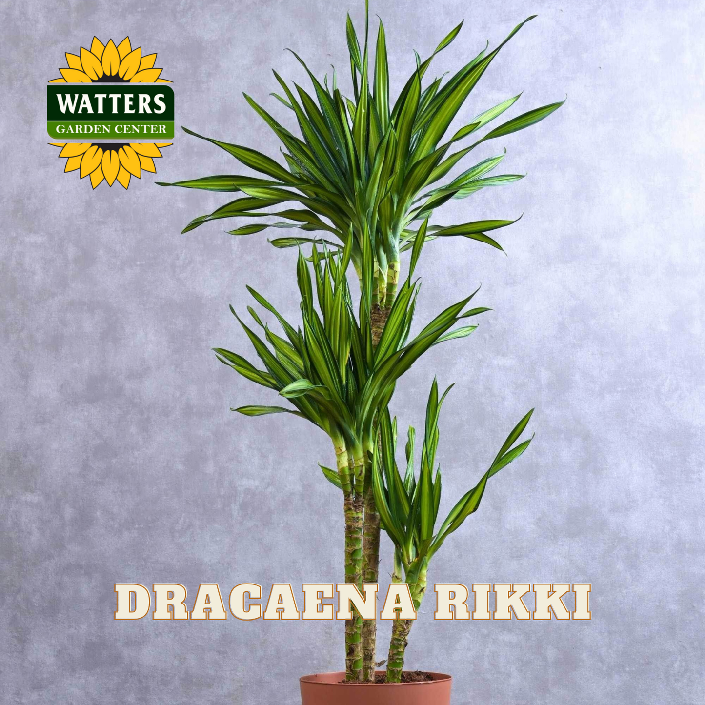Potted Dracaena Rikki plant with Watters Garden Center logo on a gray background