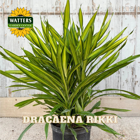 Potted Dracaena Rikki plant with Watters Garden Center logo on a wooden background