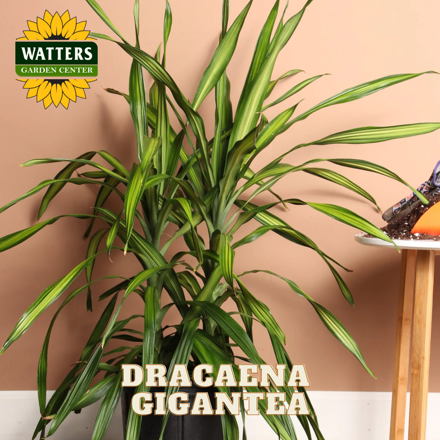 Dracaena Gigantea plant with Watters Garden Center logo on a beige background