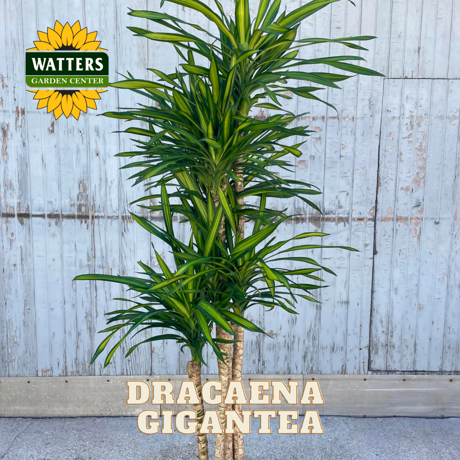 Dracaena Gigantea plant with Watters Garden Center logo on a wooden background